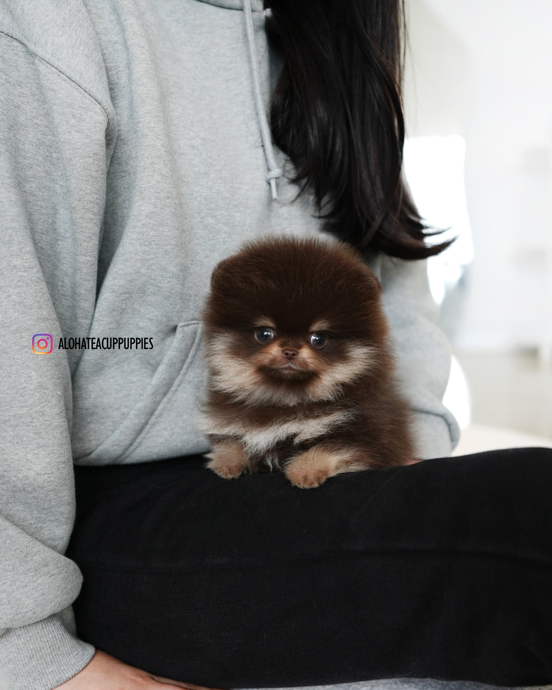 吉吉 [茶杯博美犬]