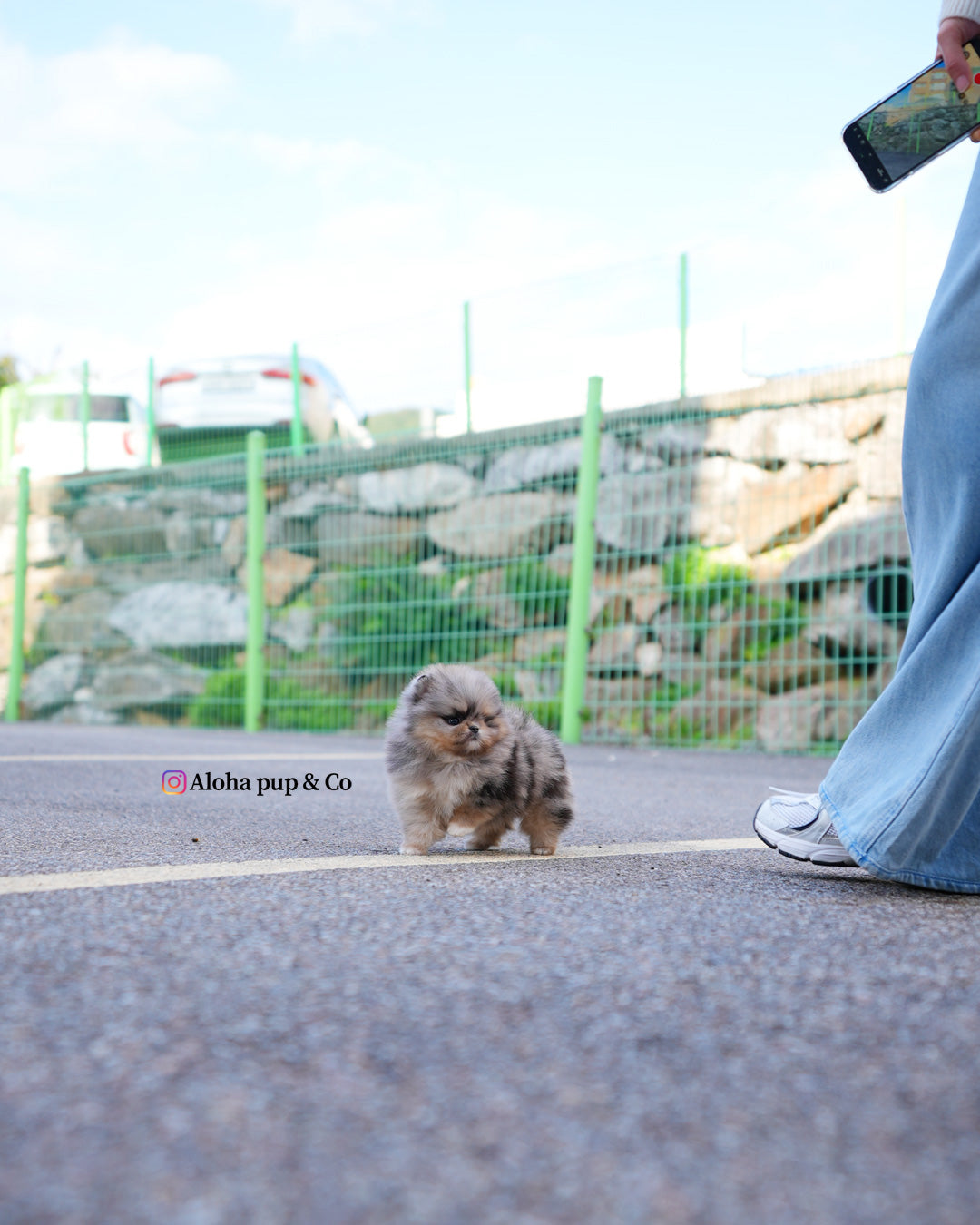 Luc [POMERANIA TAZA DE TÉ]