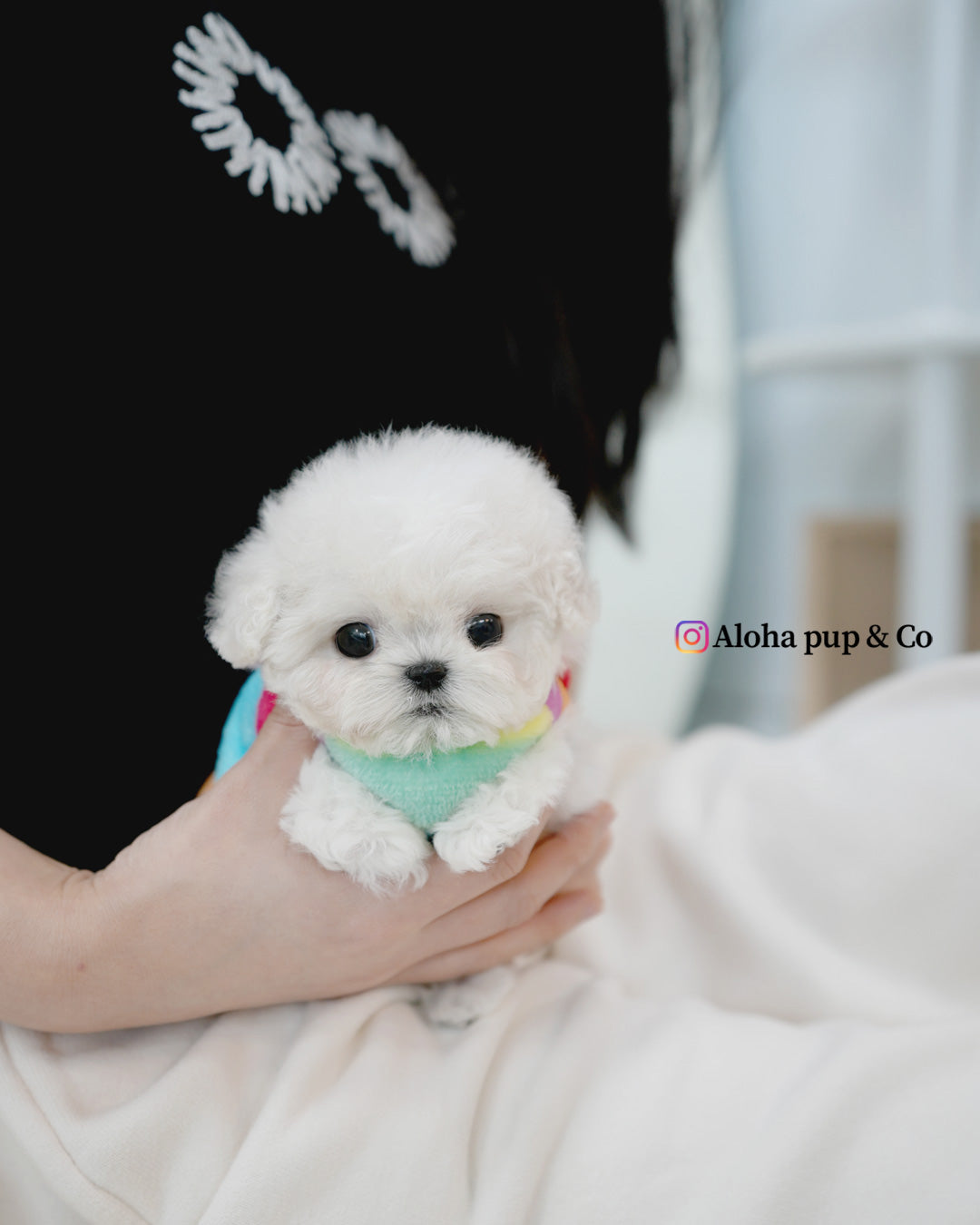泡泡 [茶杯比熊犬]