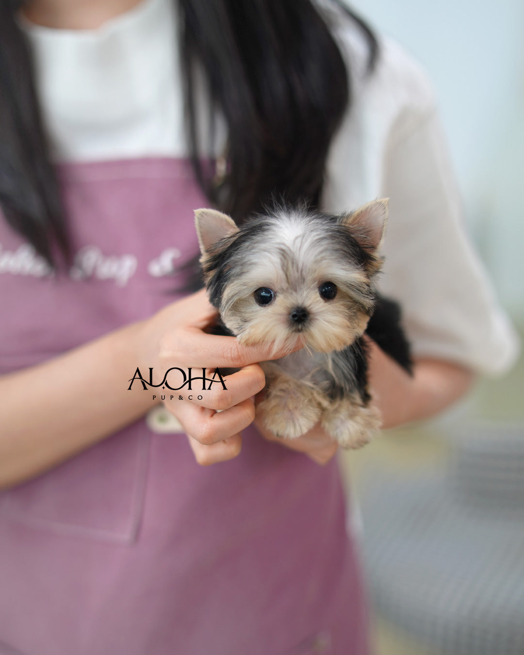 Mac [Teacup Yorkie]