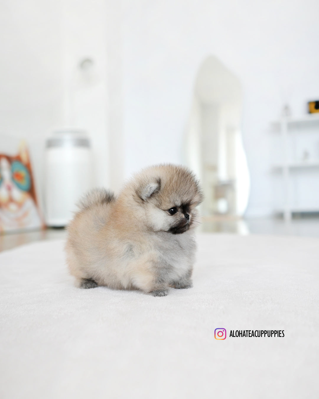 Diego [POMERANIA TAZA DE TÉ]