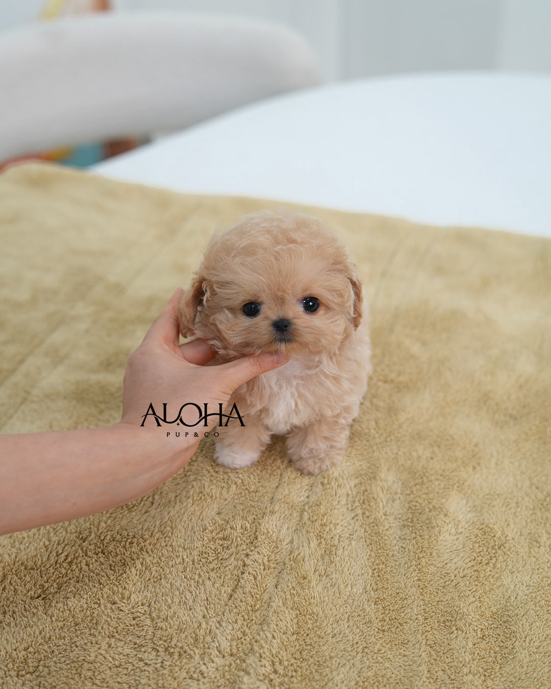 Mabie [TEACUP MALTIPOO]