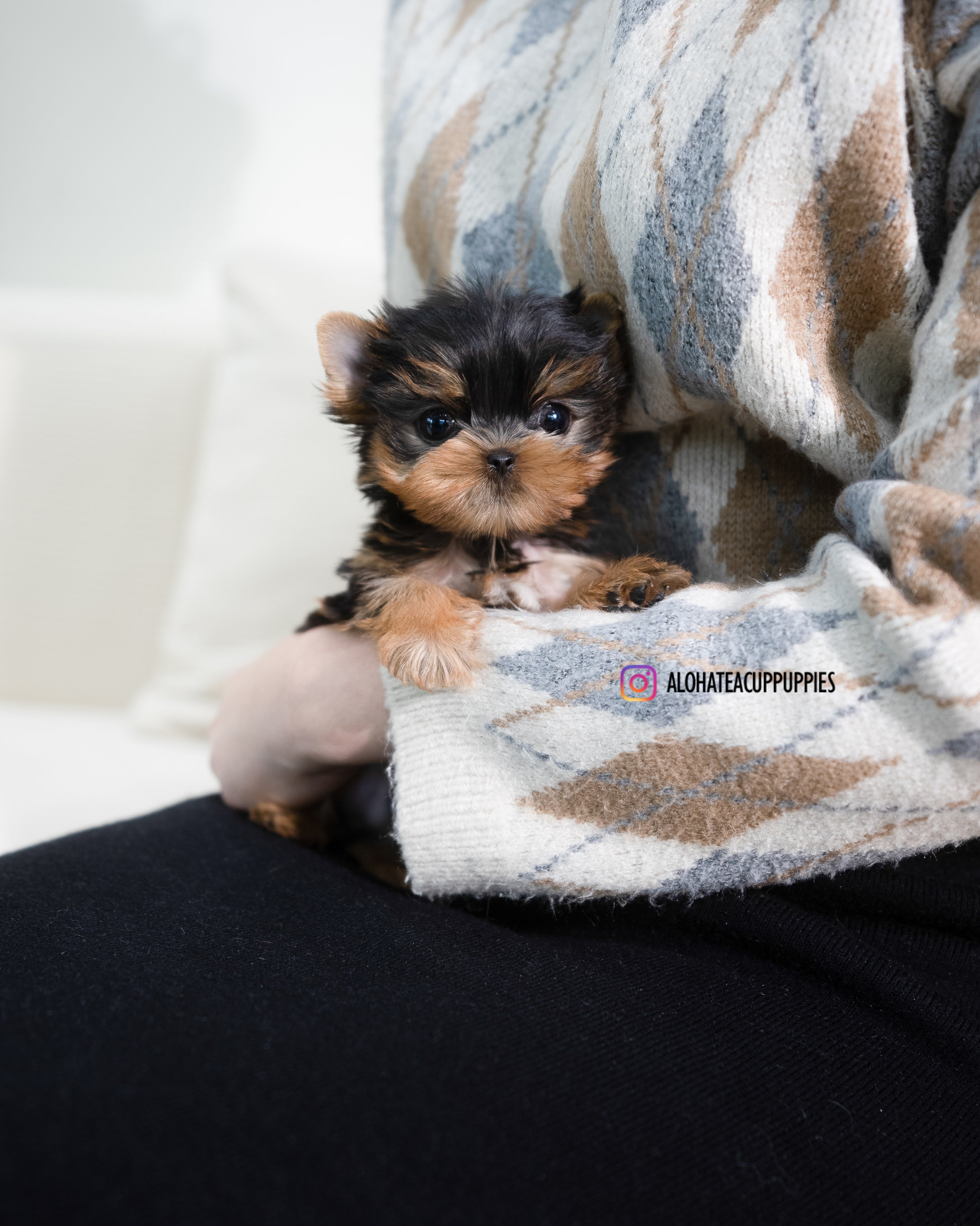 Rui [TEACUP YORKIE]