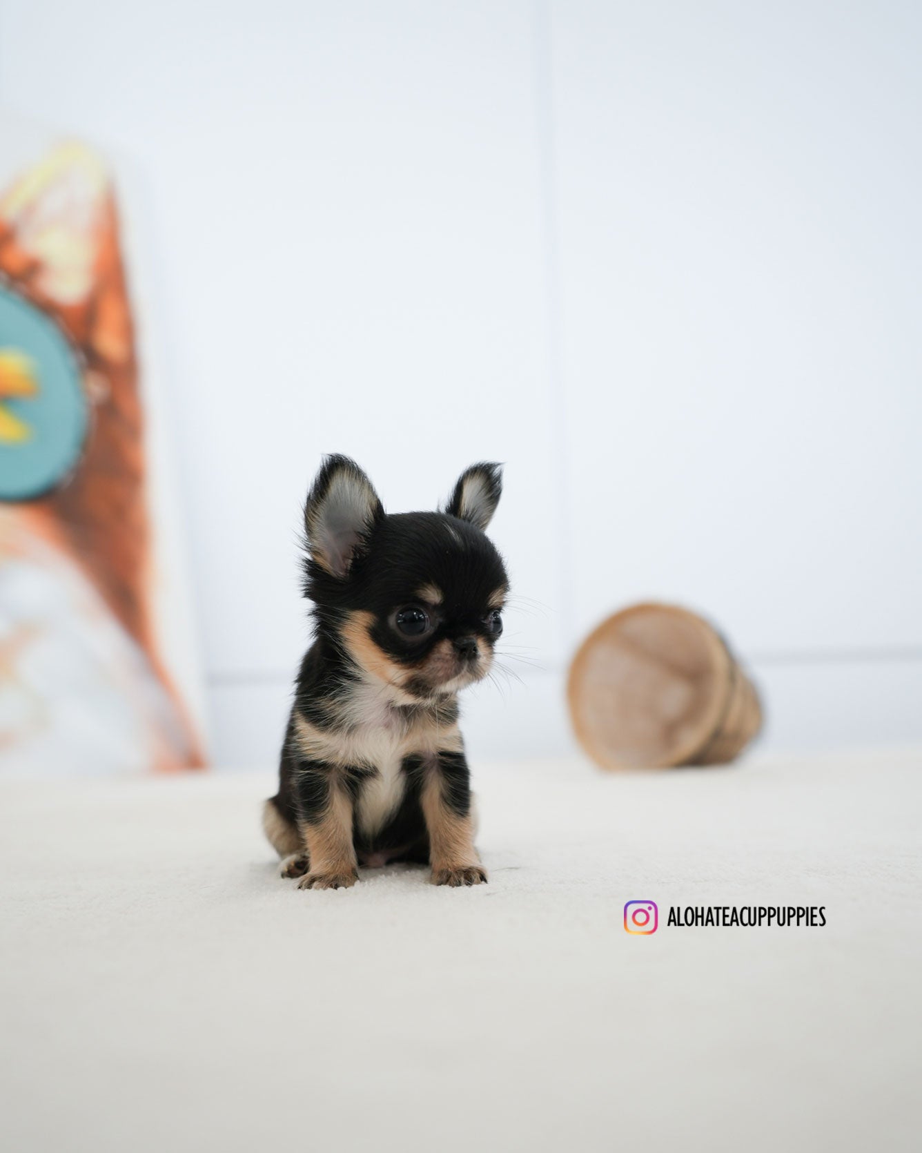 Dewey [TEACUP CHIHUAHUA]