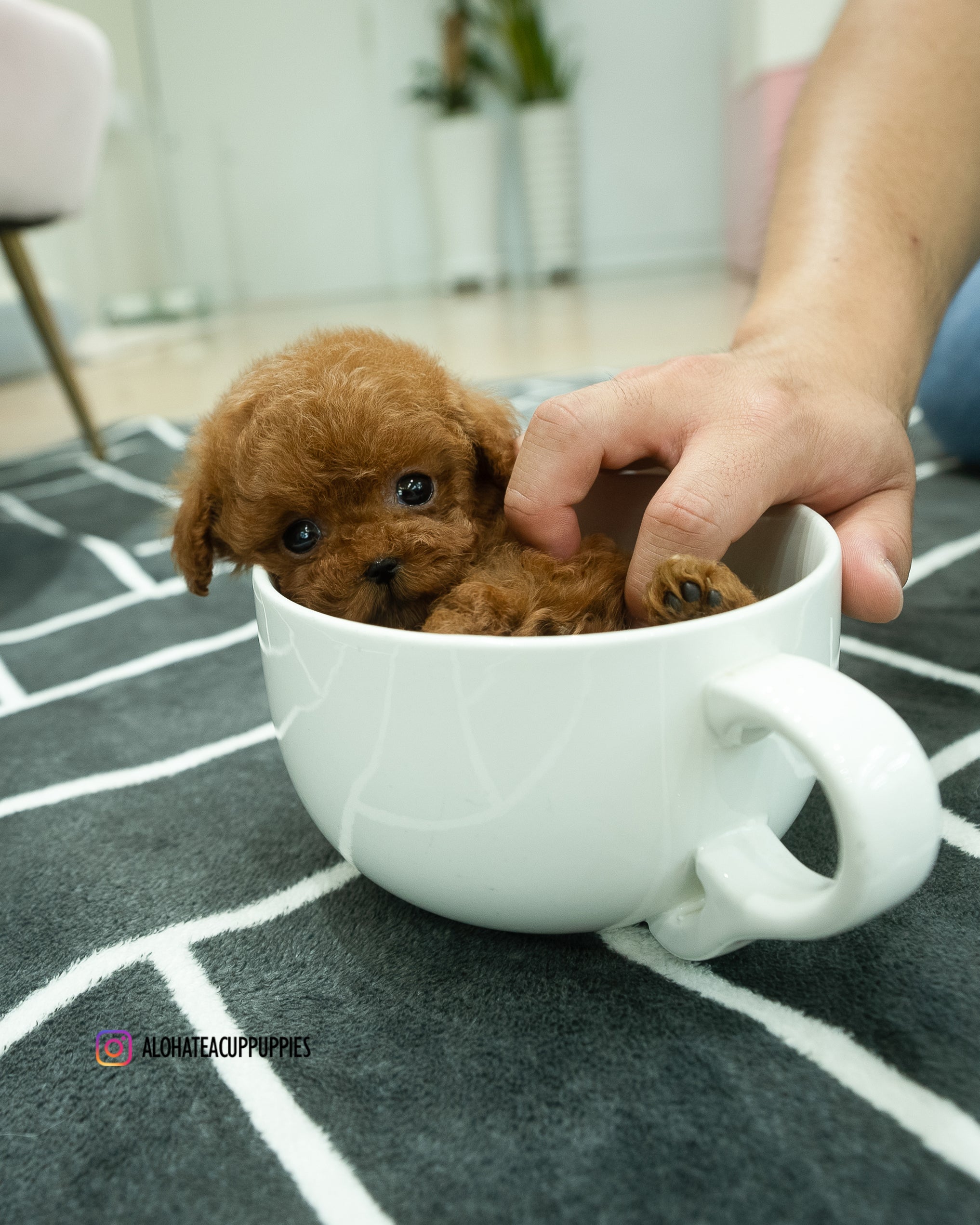 Buster [TEACUP POODLE]