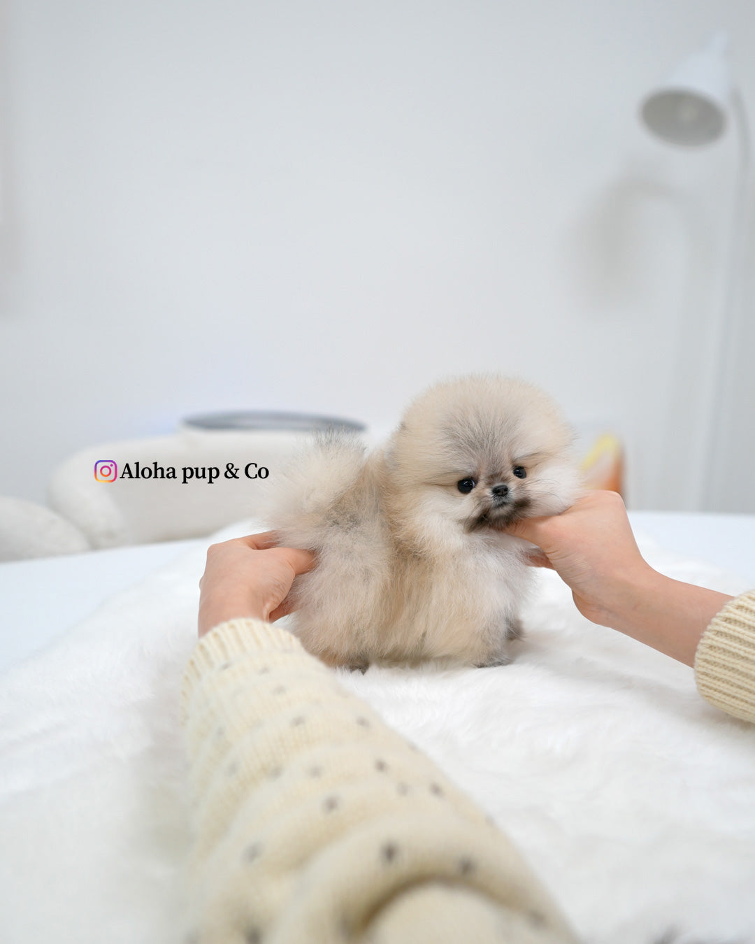 Lala [POMERANIA TAZA DE TÉ]