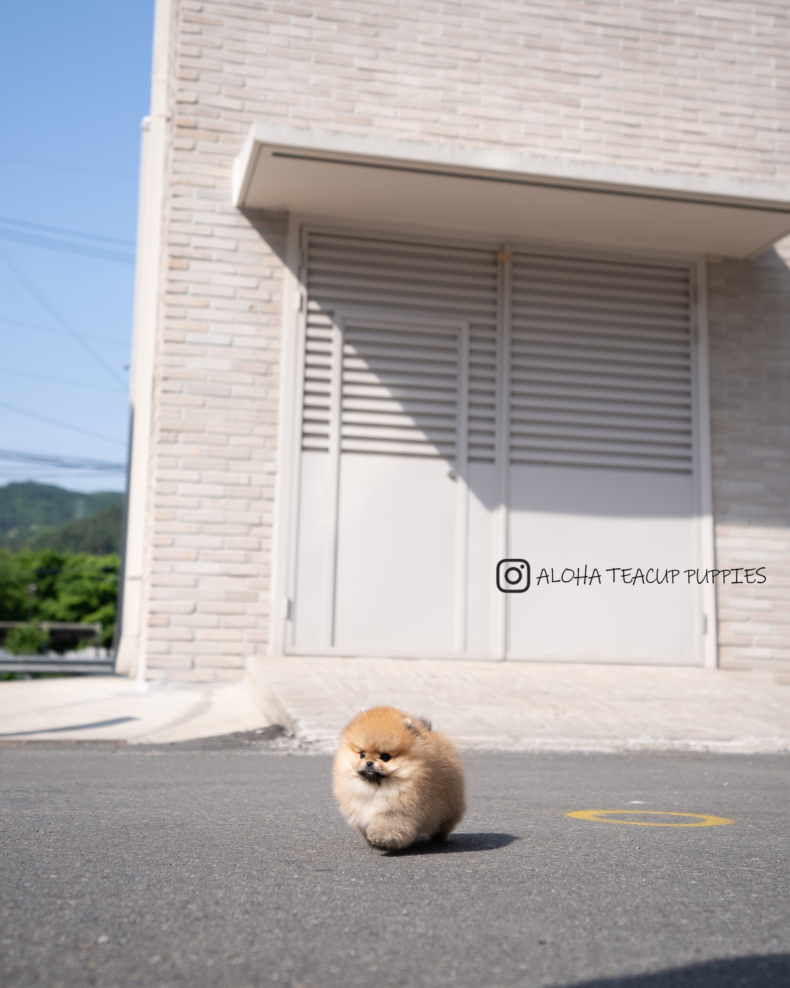 Theo [POMERANIA TAZA DE TÉ]