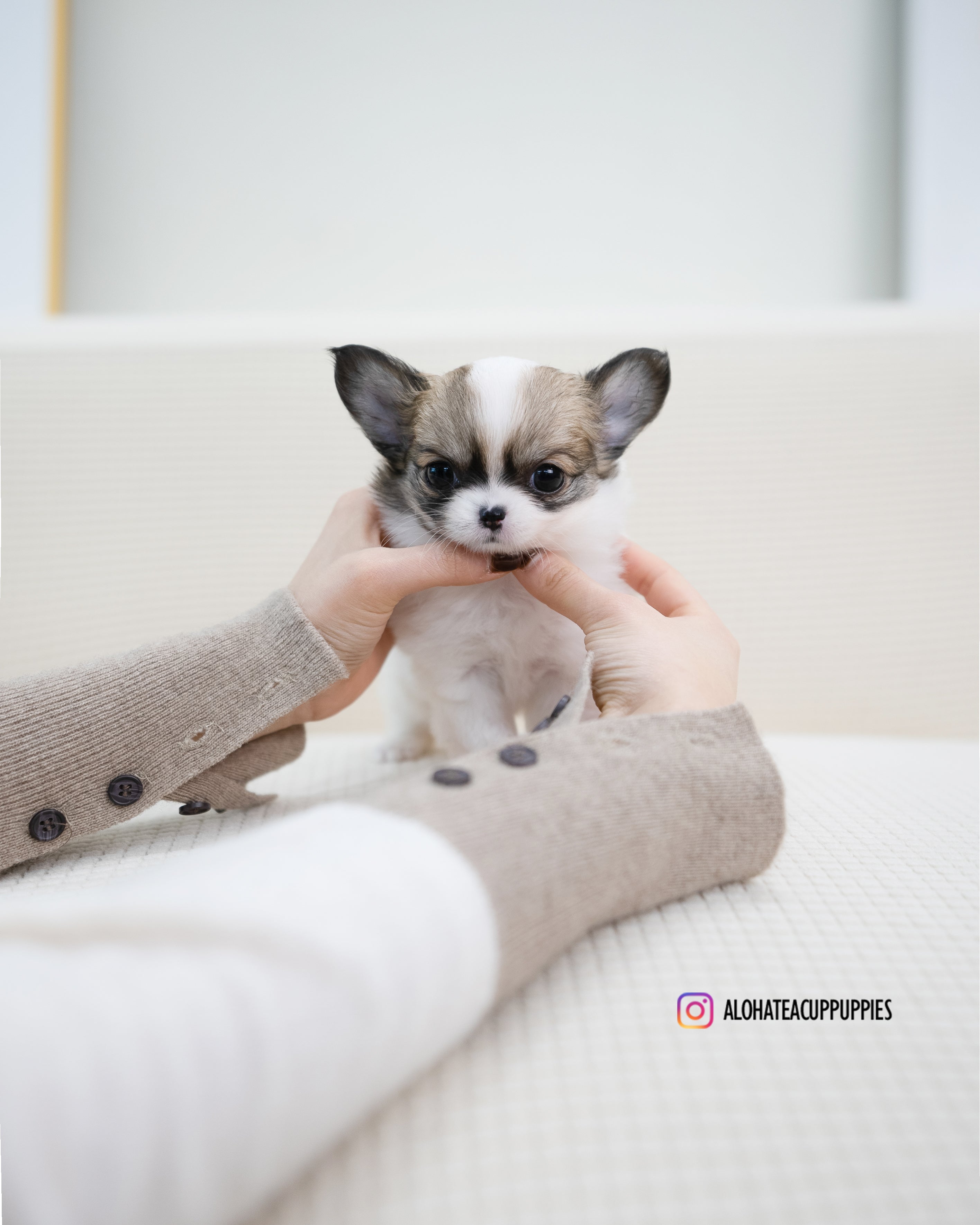 Amy [TEACUP CHIHUAHUA]