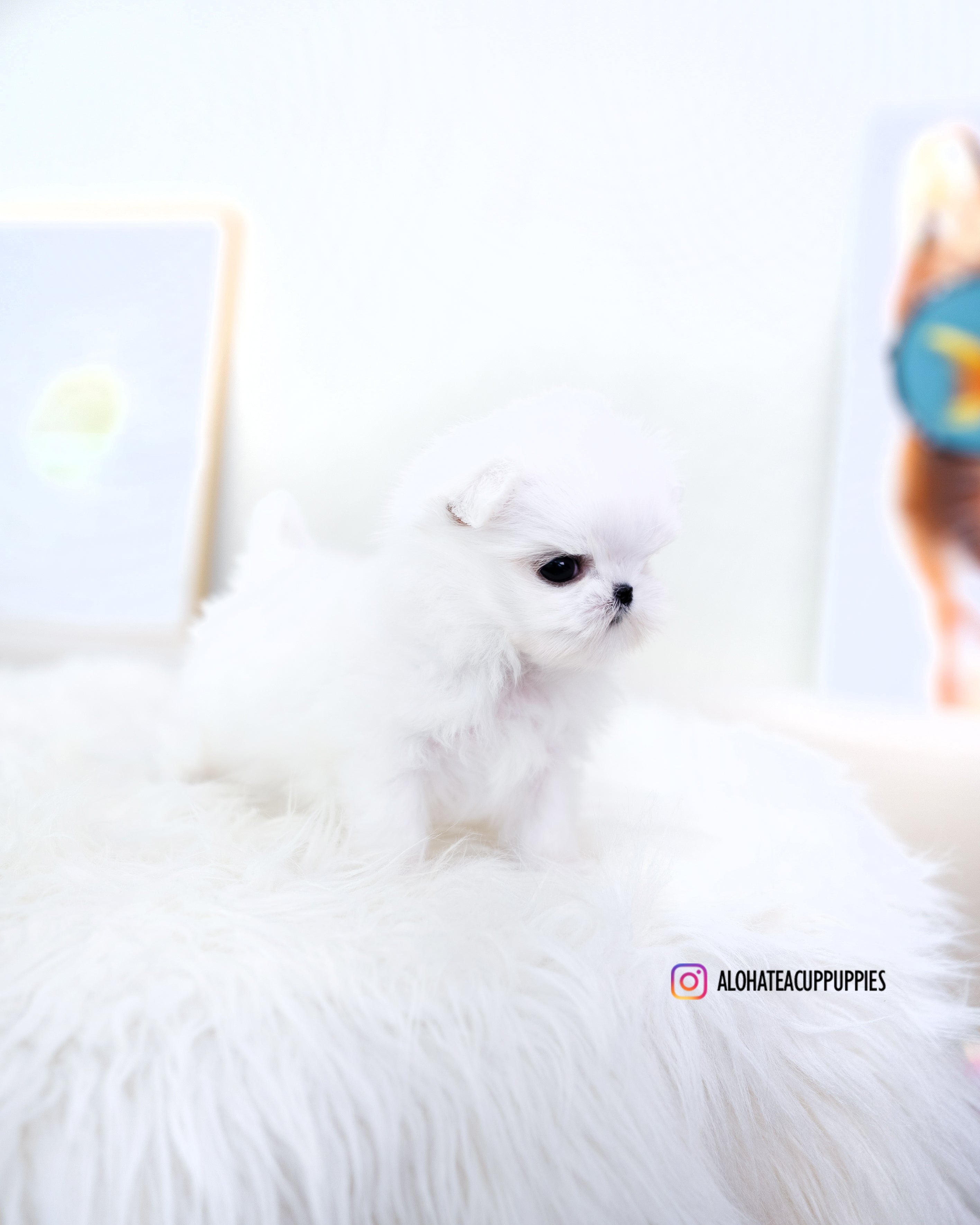 dove [TEACUP MALTESE]