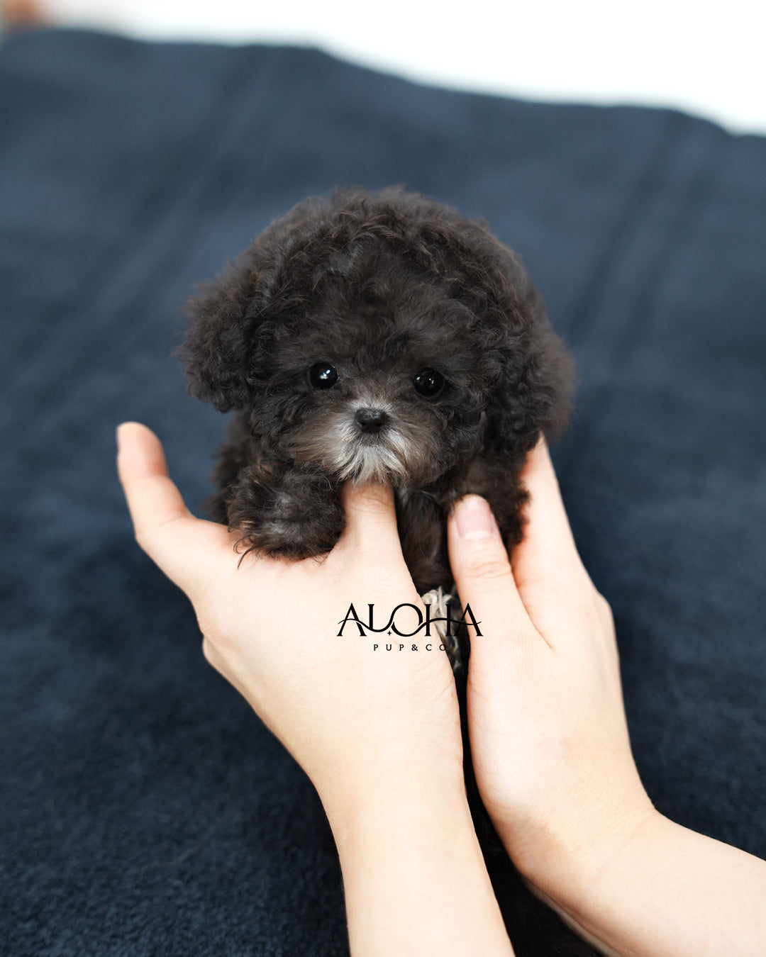 Bijou [Teacup POODLE]