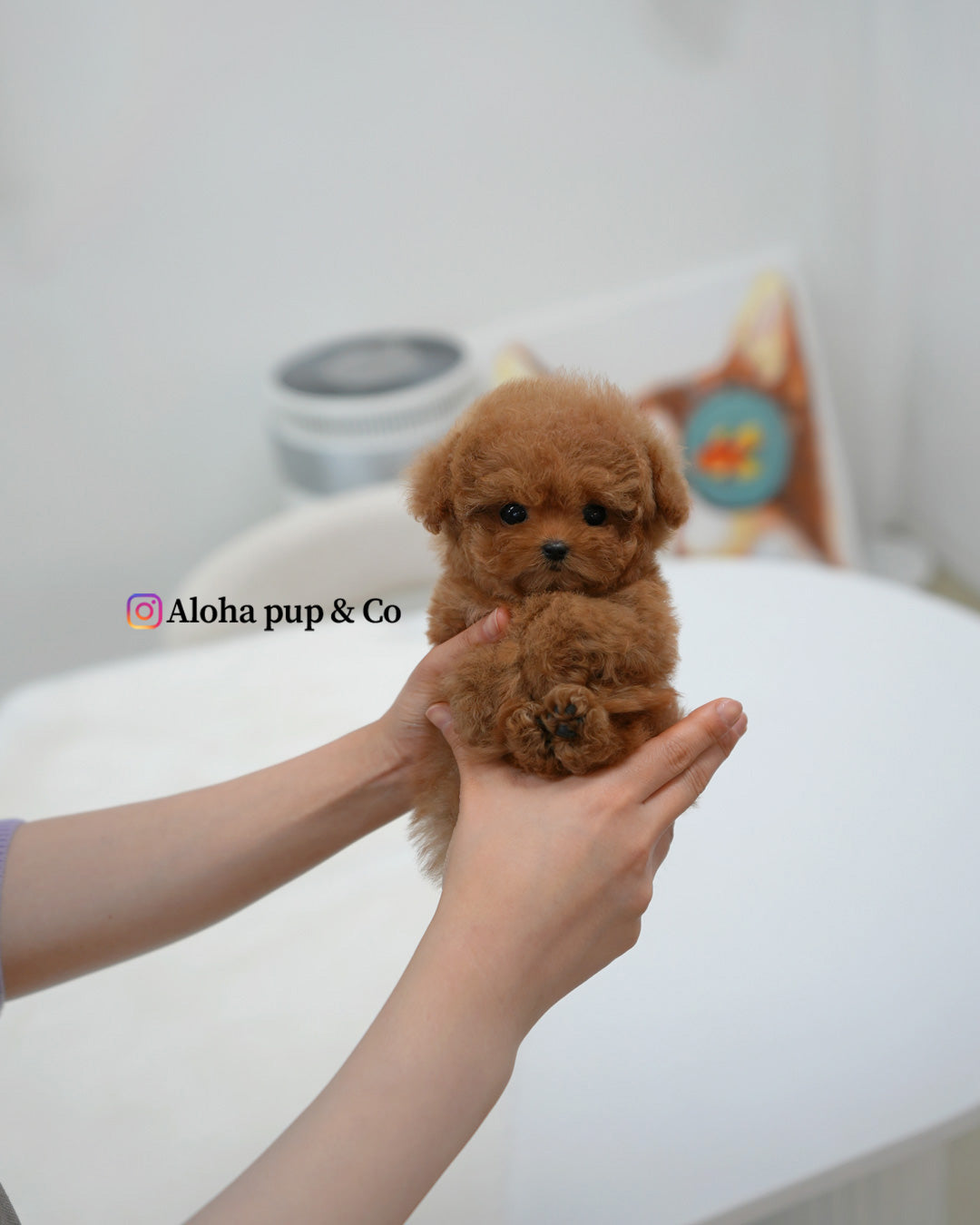 Mina [TEACUP POODLE]