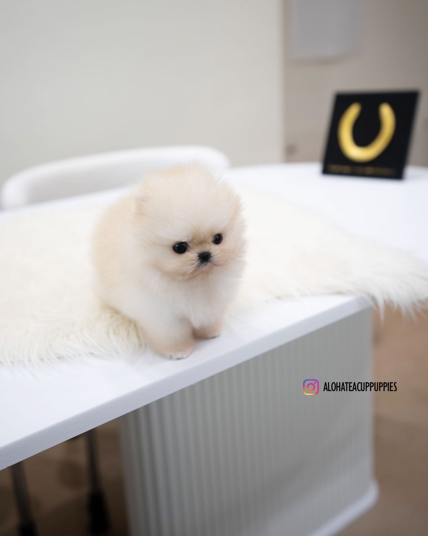玛丽 [茶杯博美犬]