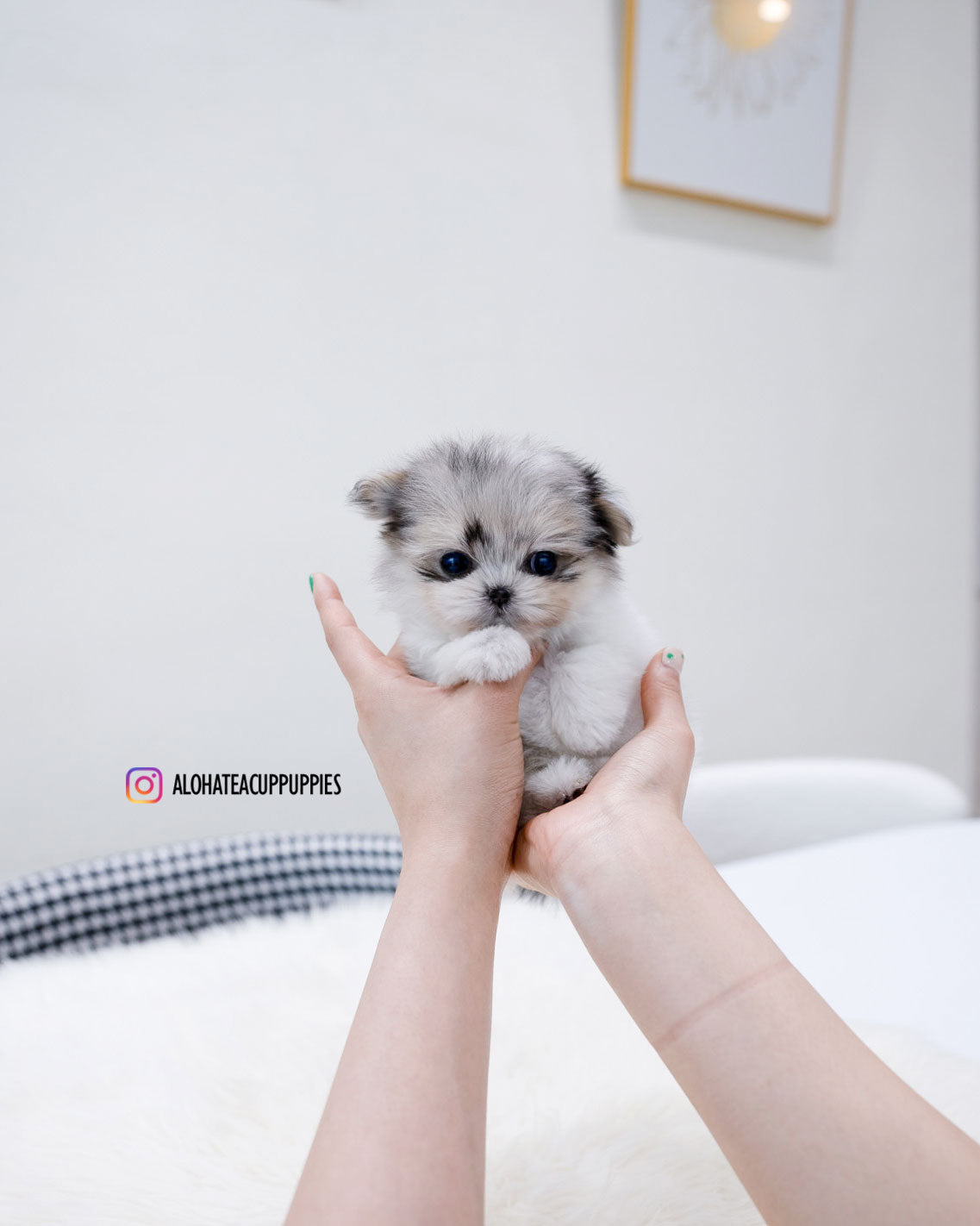 Raya [TEACUP Maltipom]