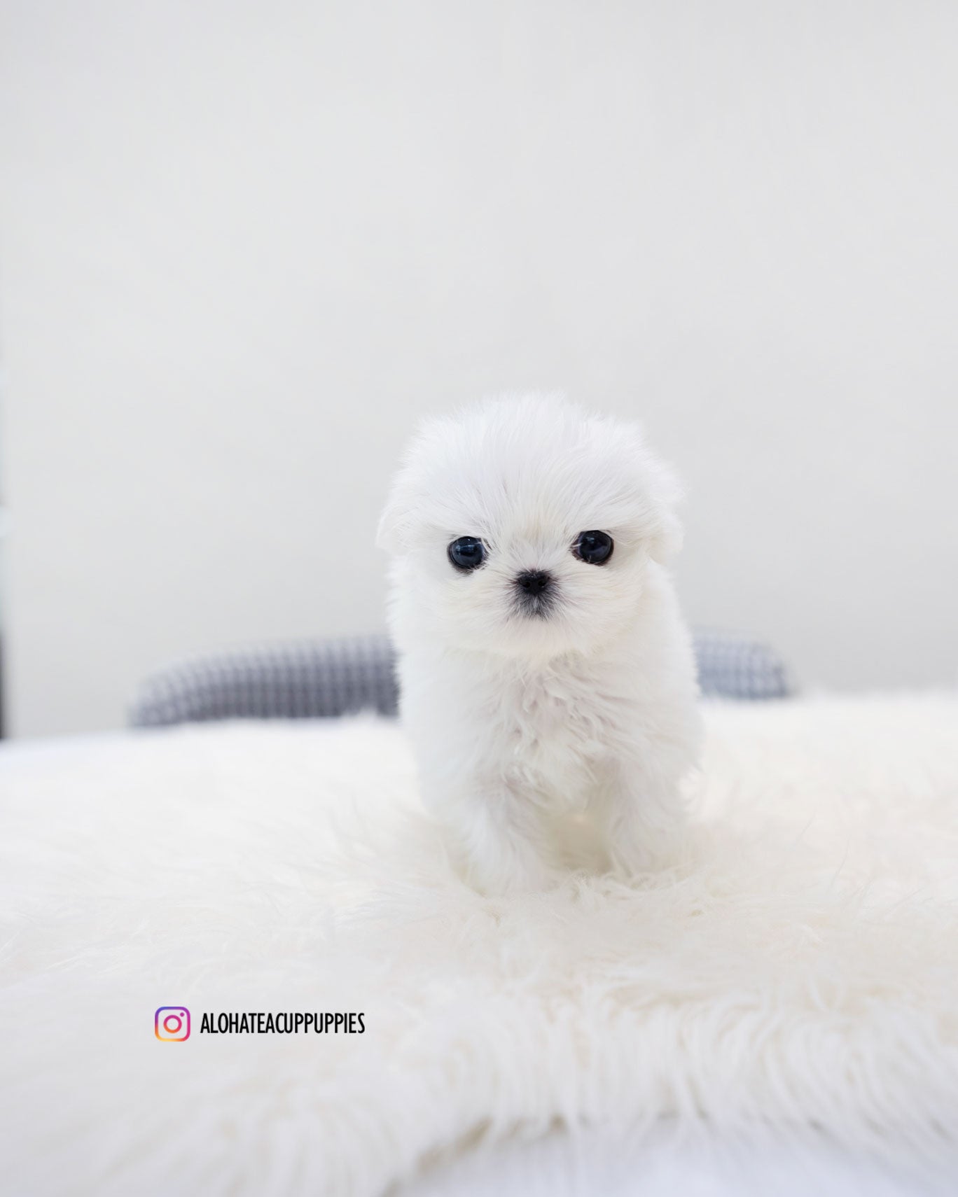 Ria [TEACUP MALTESE]