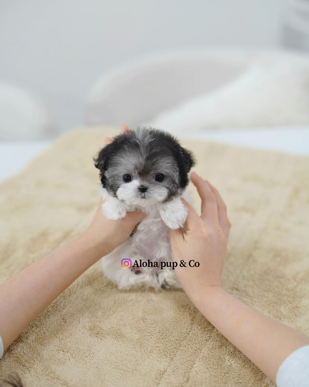 Vant [TEACUP POODLE]