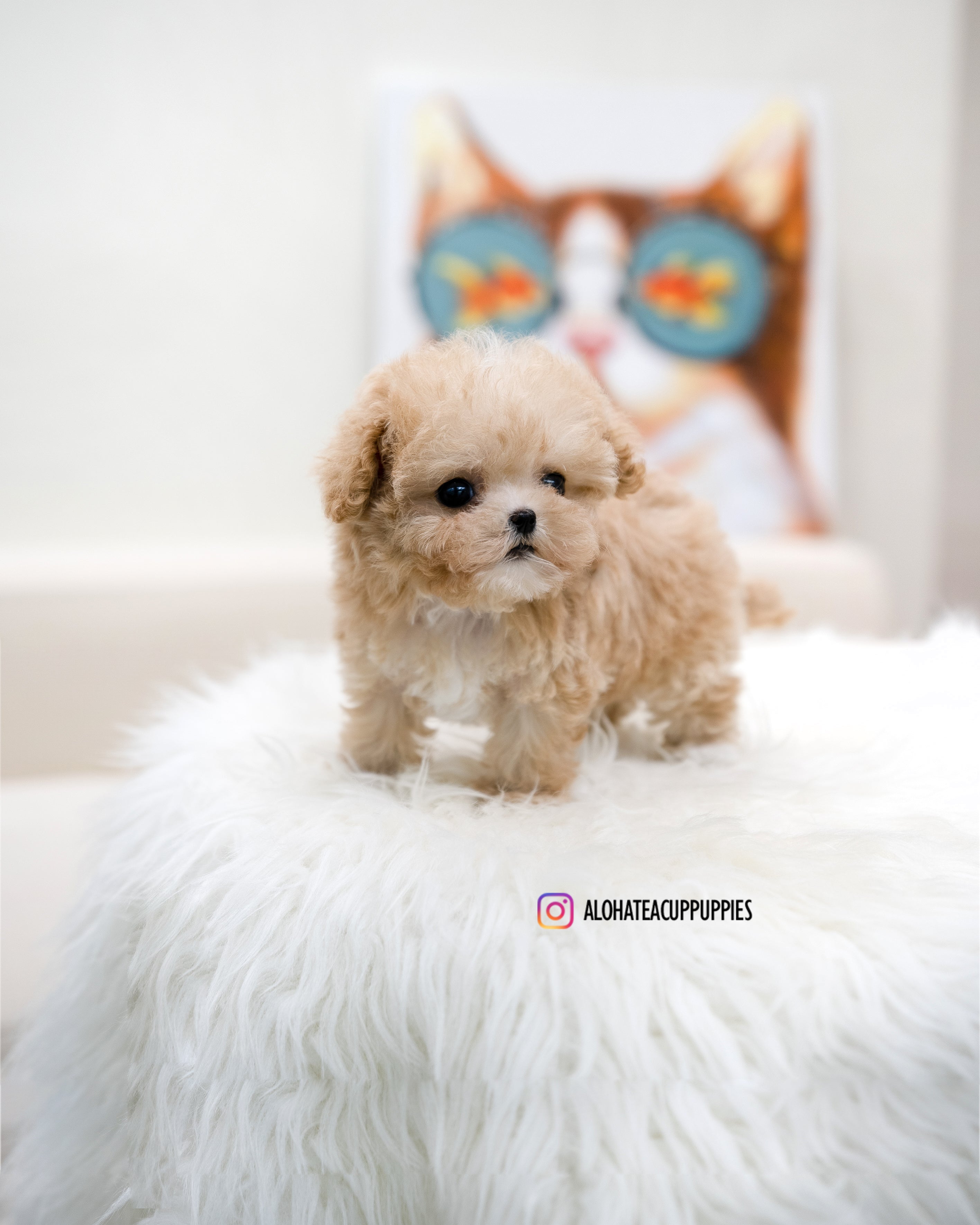 Fay [TEACUP MALTIPOO]
