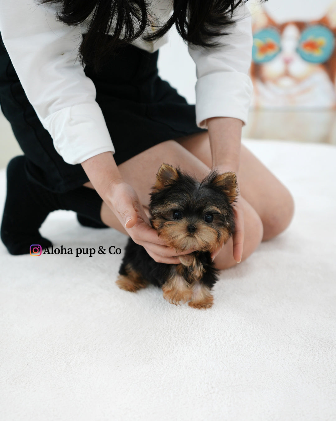 Bebe [Teacup YORKIE]