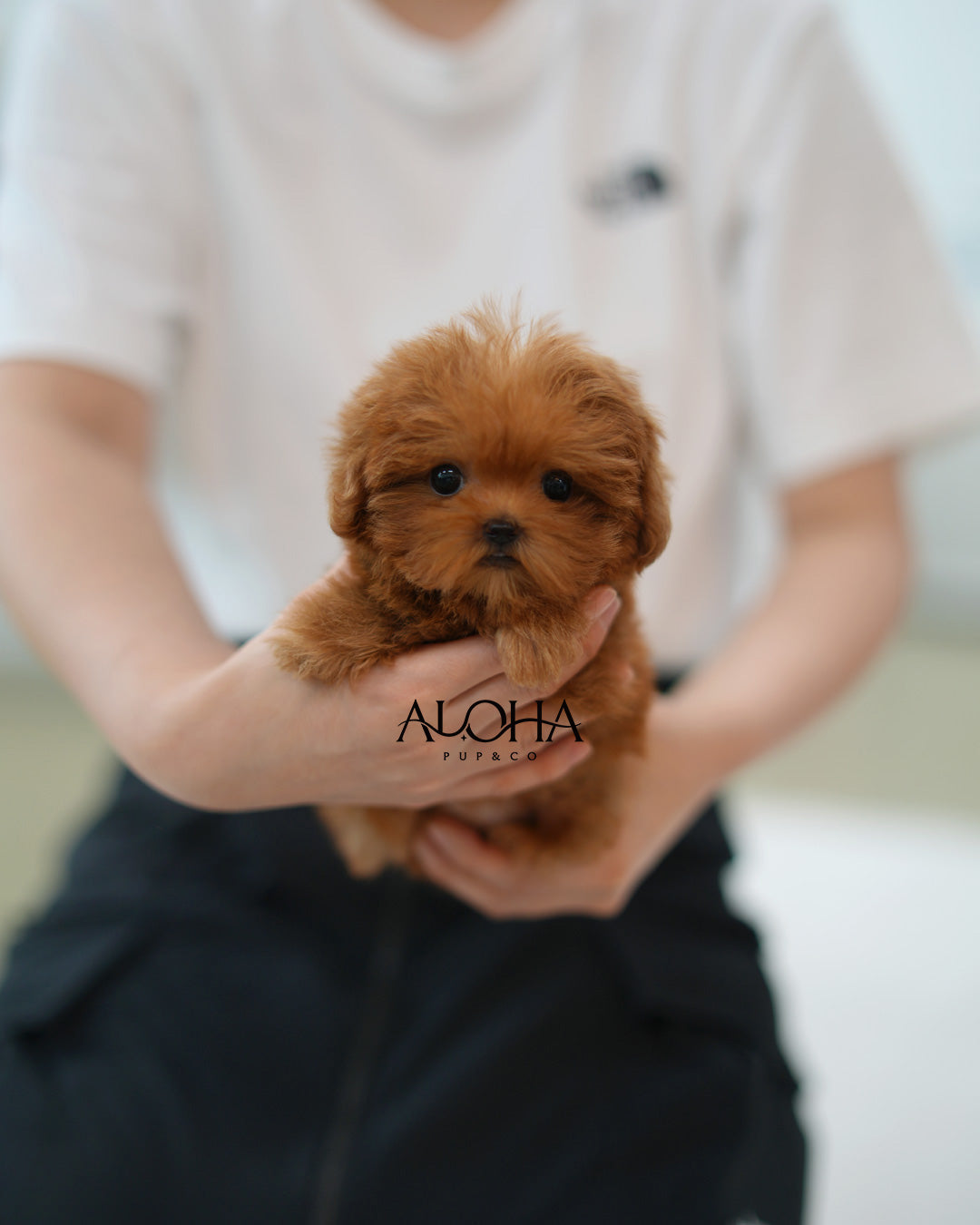 Lizzy [TEACUP MALTIPOO]
