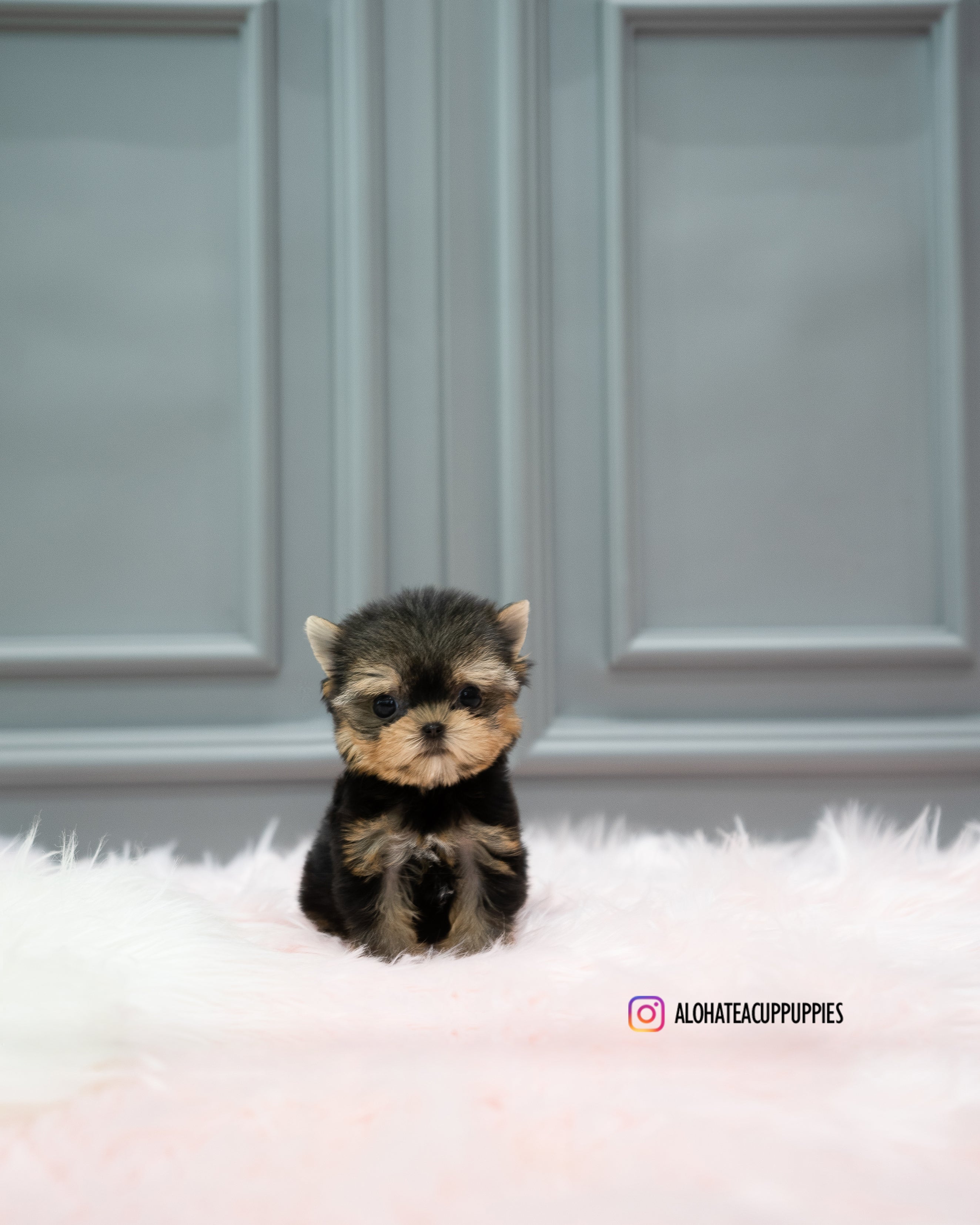 Cherry [TEACUP YORKIE]