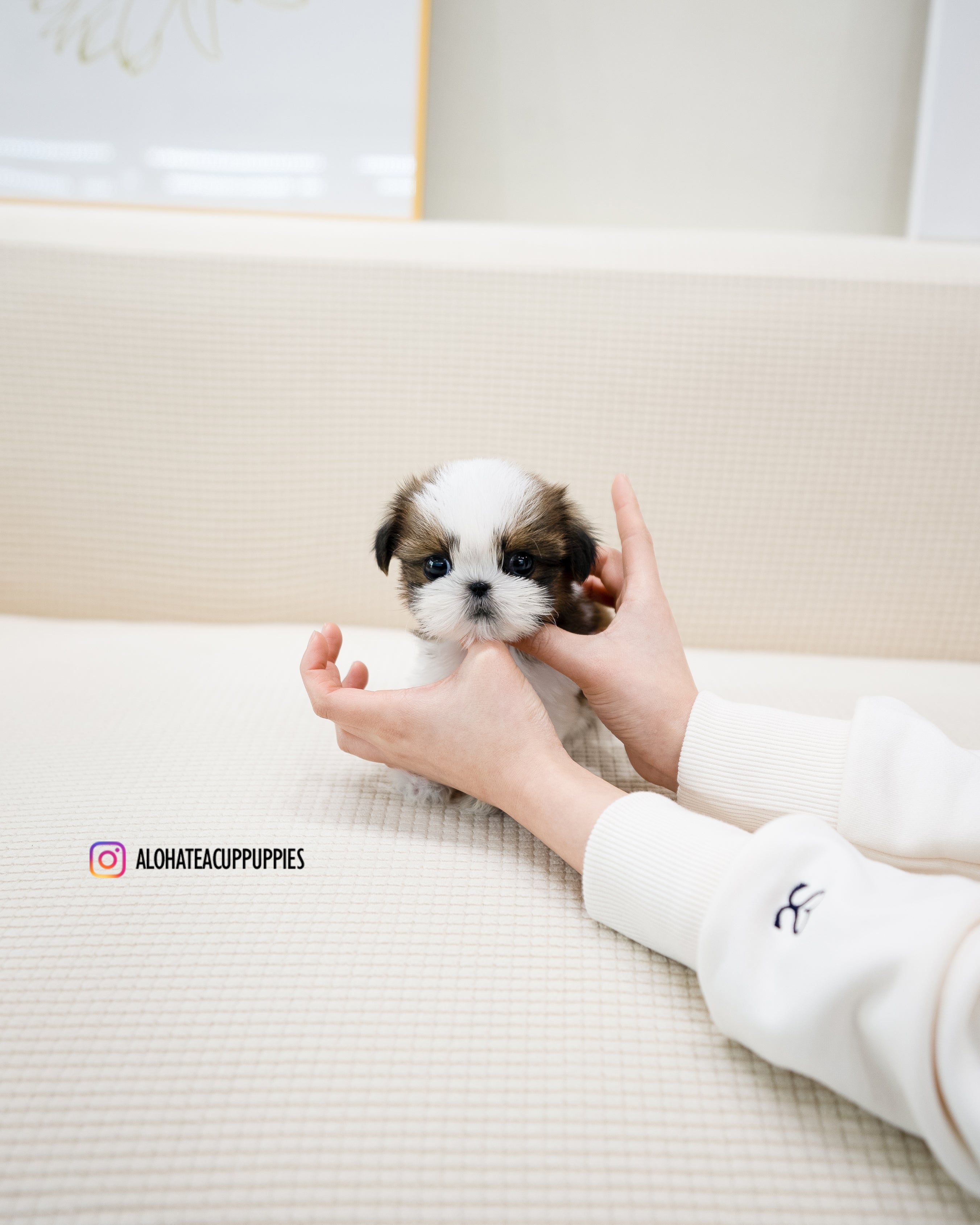 Heidi [TEACUP SHIHTZU]