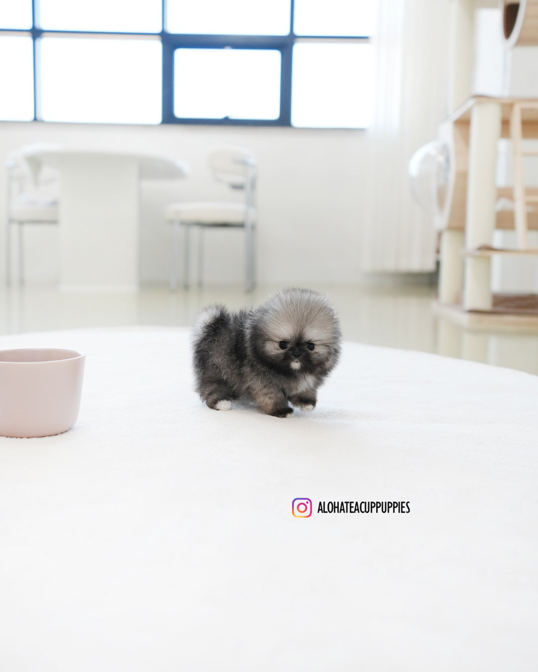 宝格丽 [茶杯博美犬]