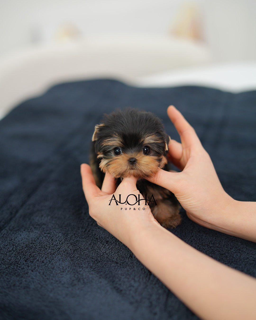 Tara [Teacup Yorkie]