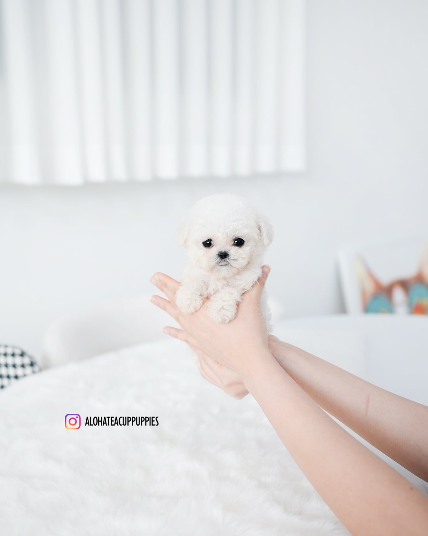 Mong [TEACUP BICHON]