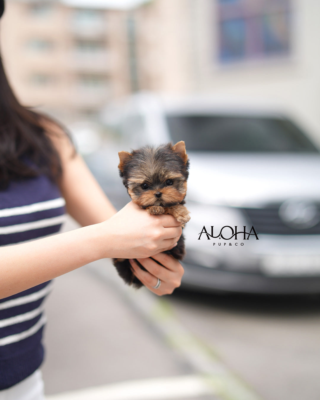 Dana [Teacup Yorkie]