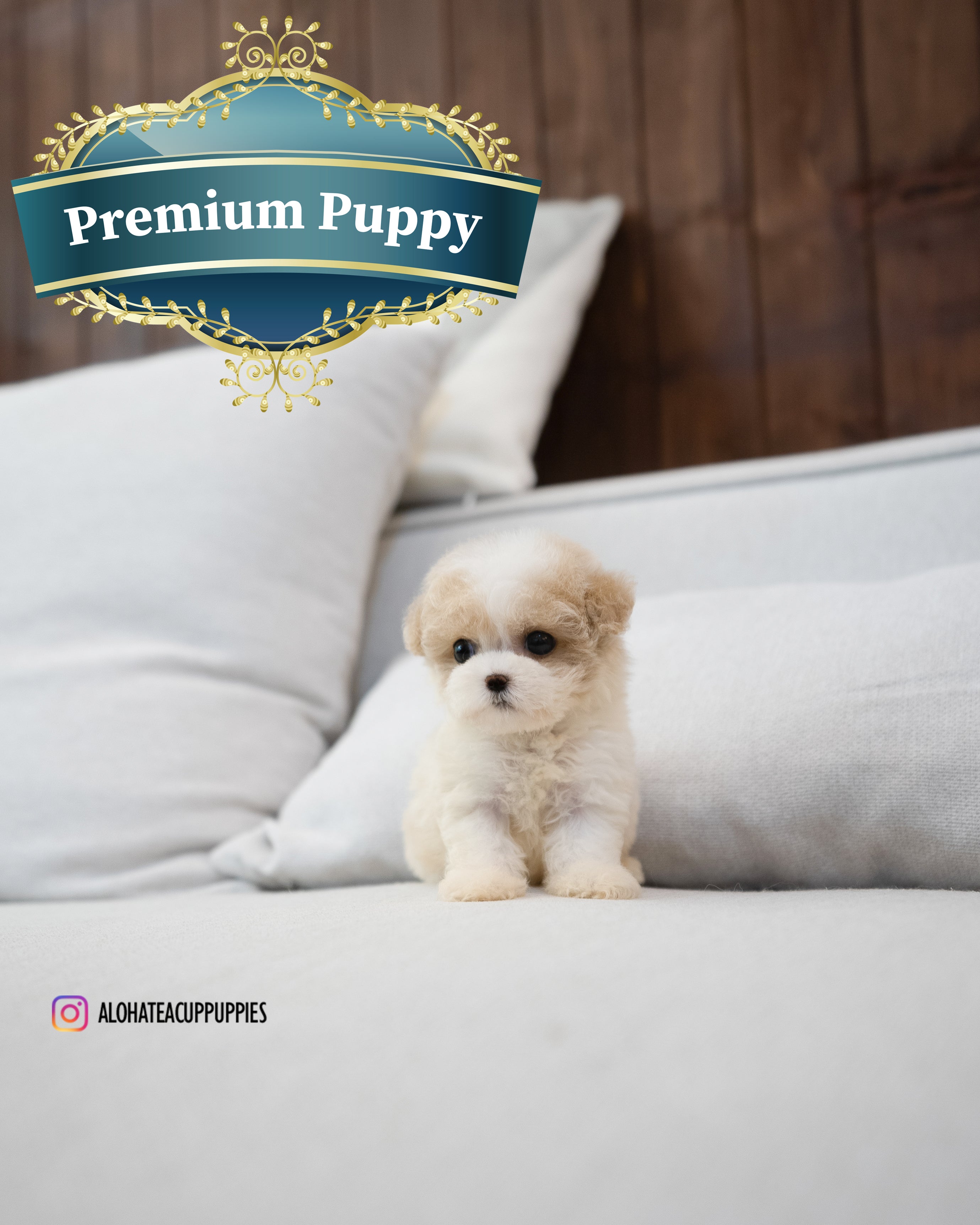 Bruno [TEACUP MALTIPOO]