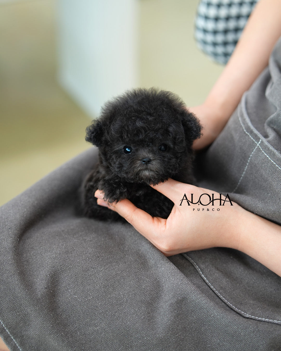 Nana [TEACUP POODLE]