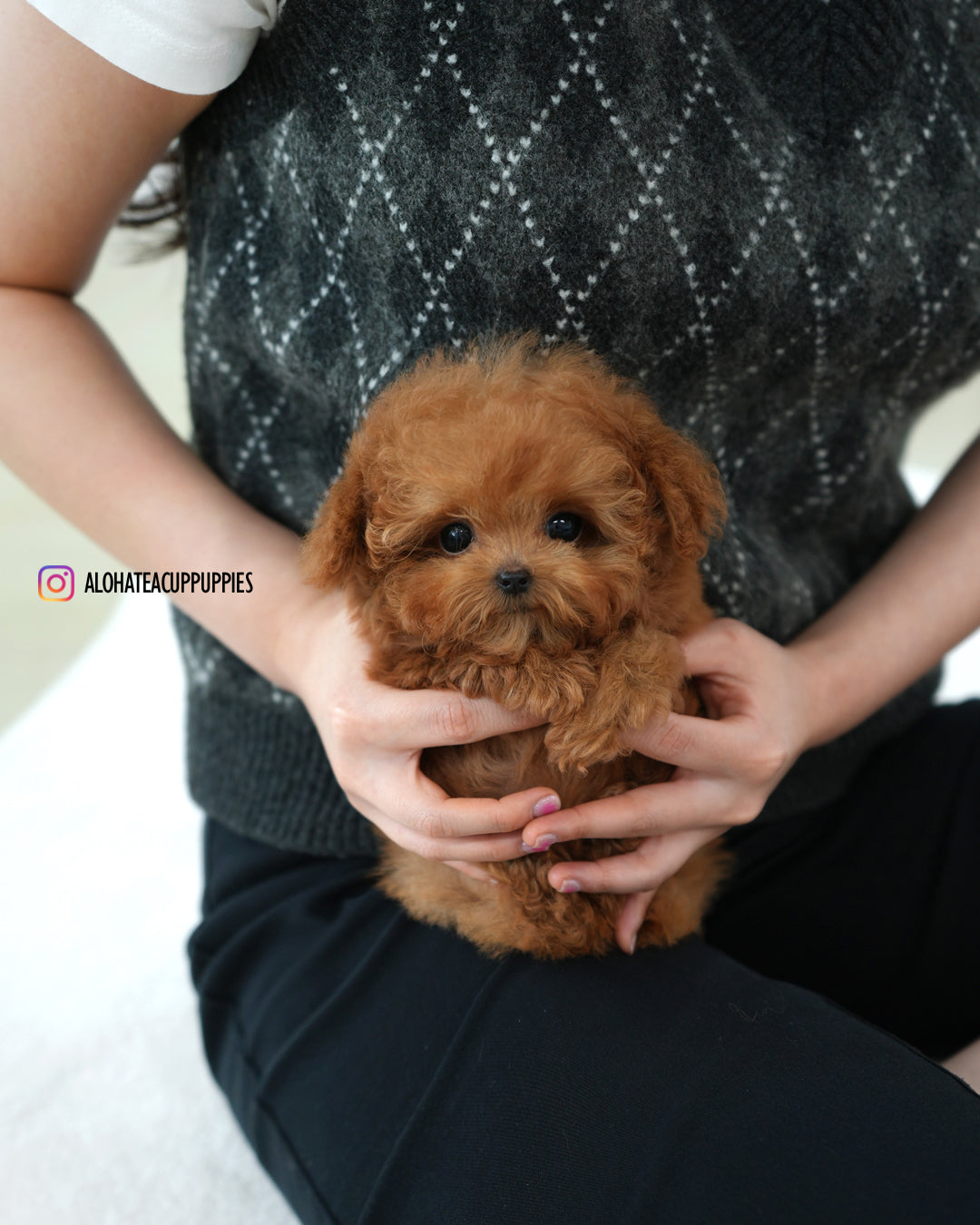 Sora [TEACUP POODLE]