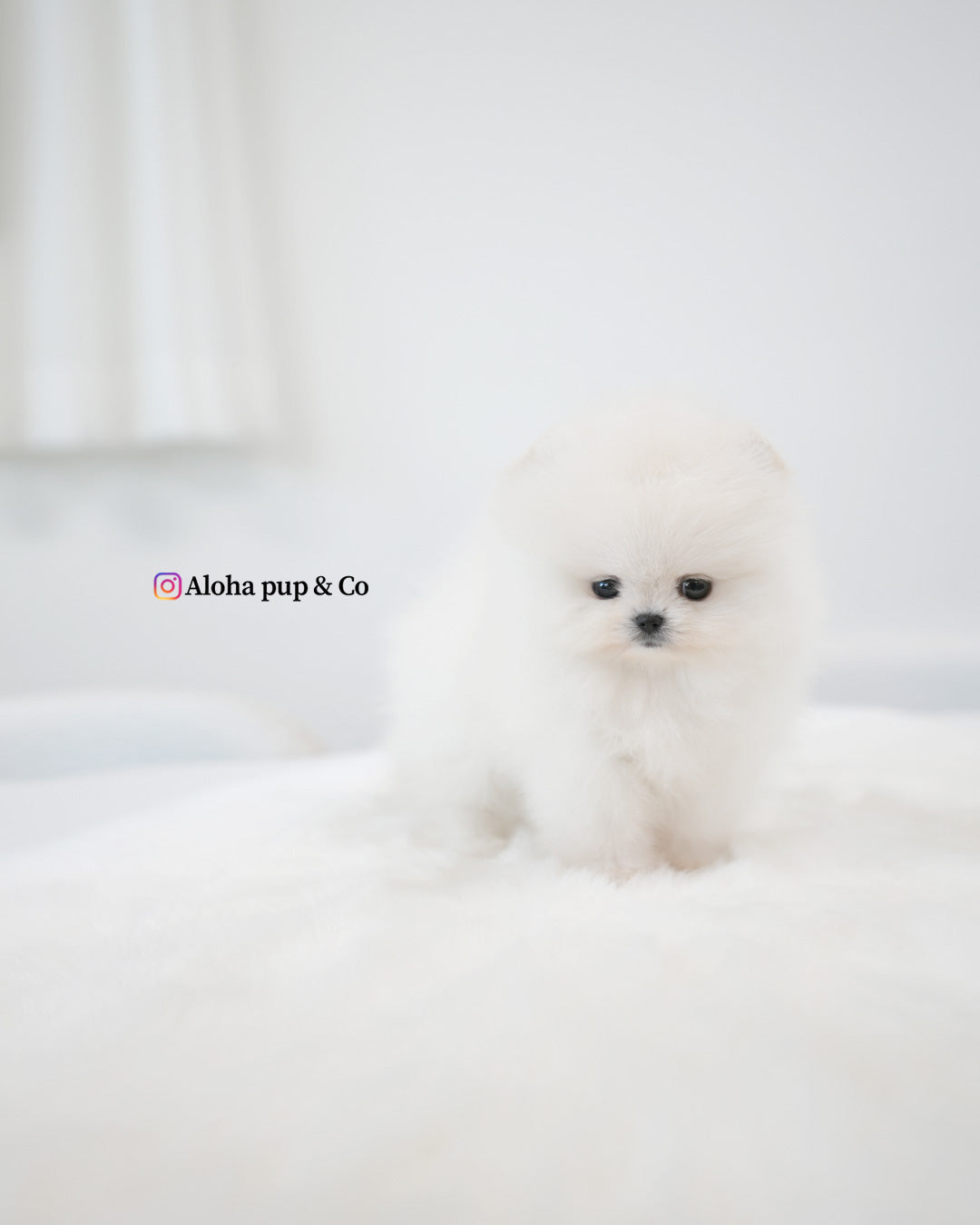 Emily [POMERANIA TAZA DE TÉ]