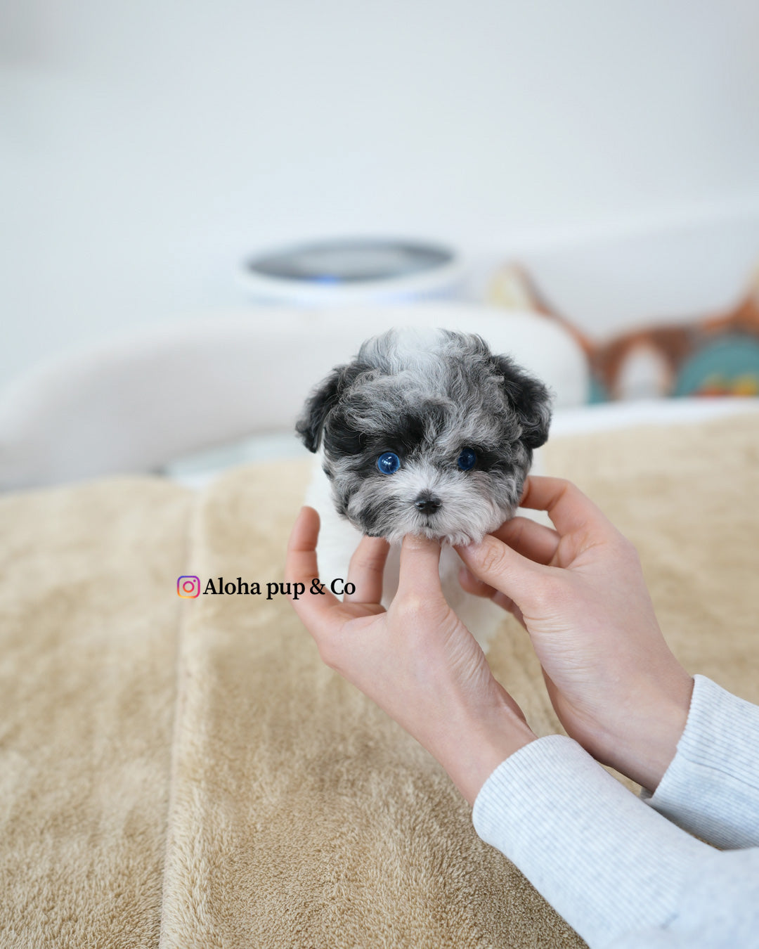 Kai [TEACUP POODLE]