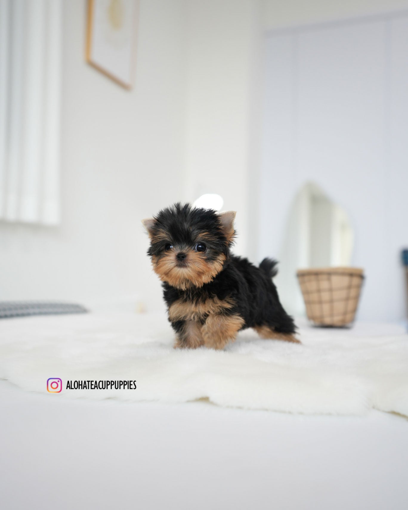Betty [Teacup YORKIE]