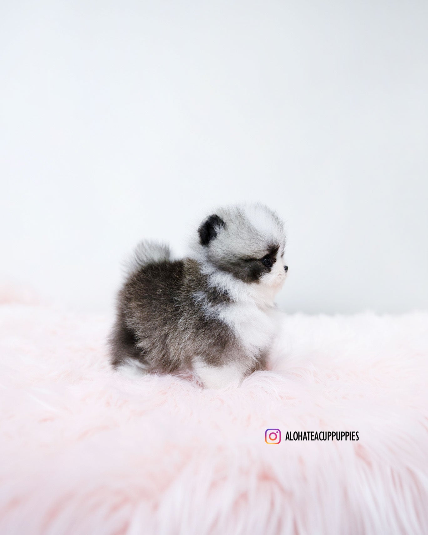 Sienna [POMERANIA TAZA DE TÉ]