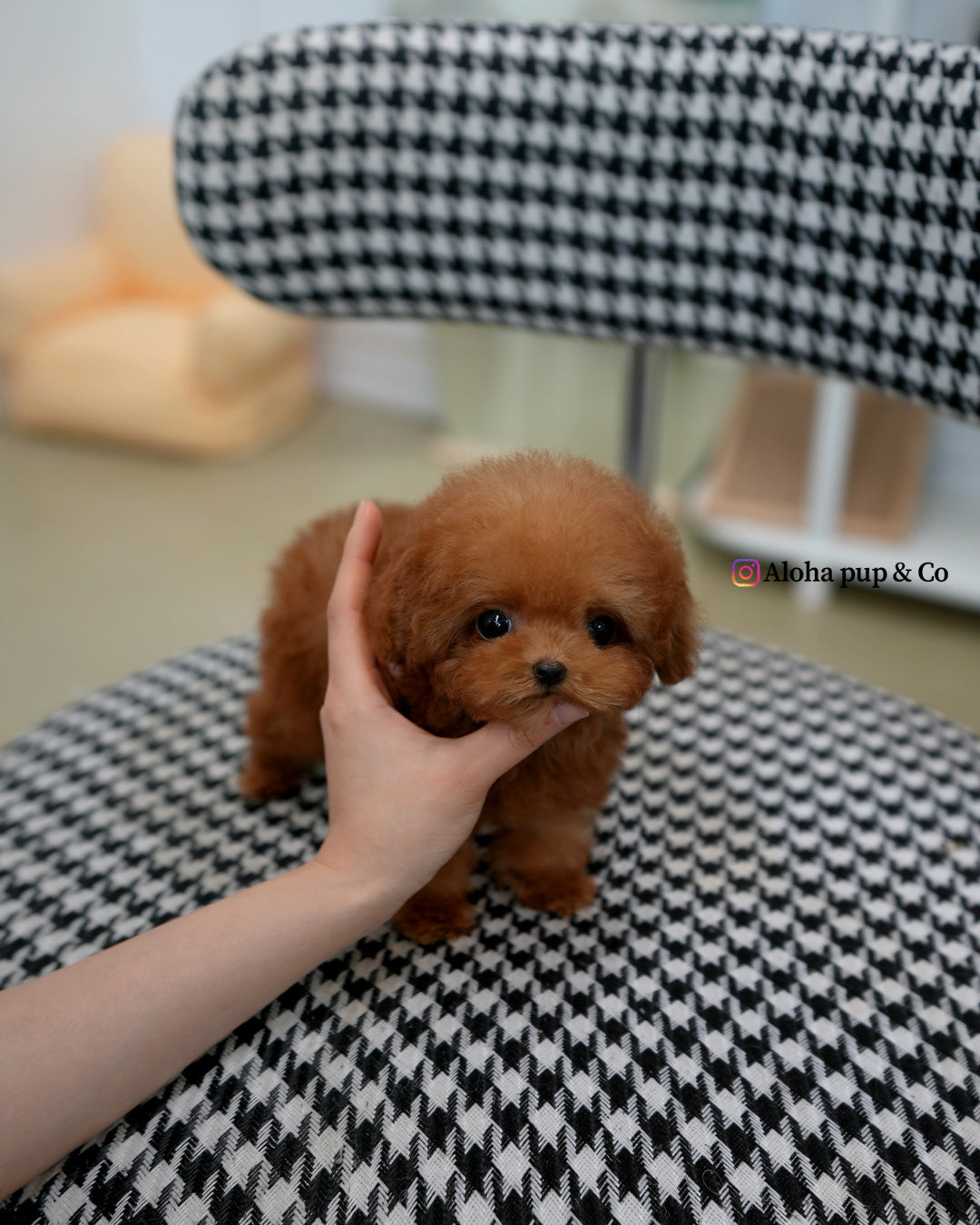 Theo [TEACUP POODLE]