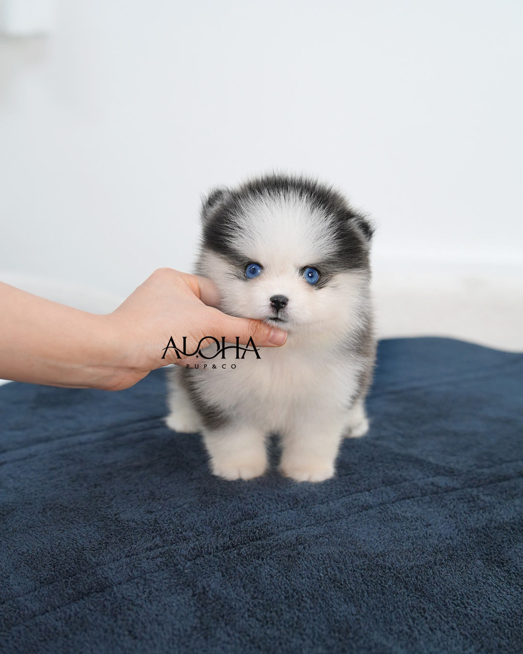 Avie [Mini POMSKY]