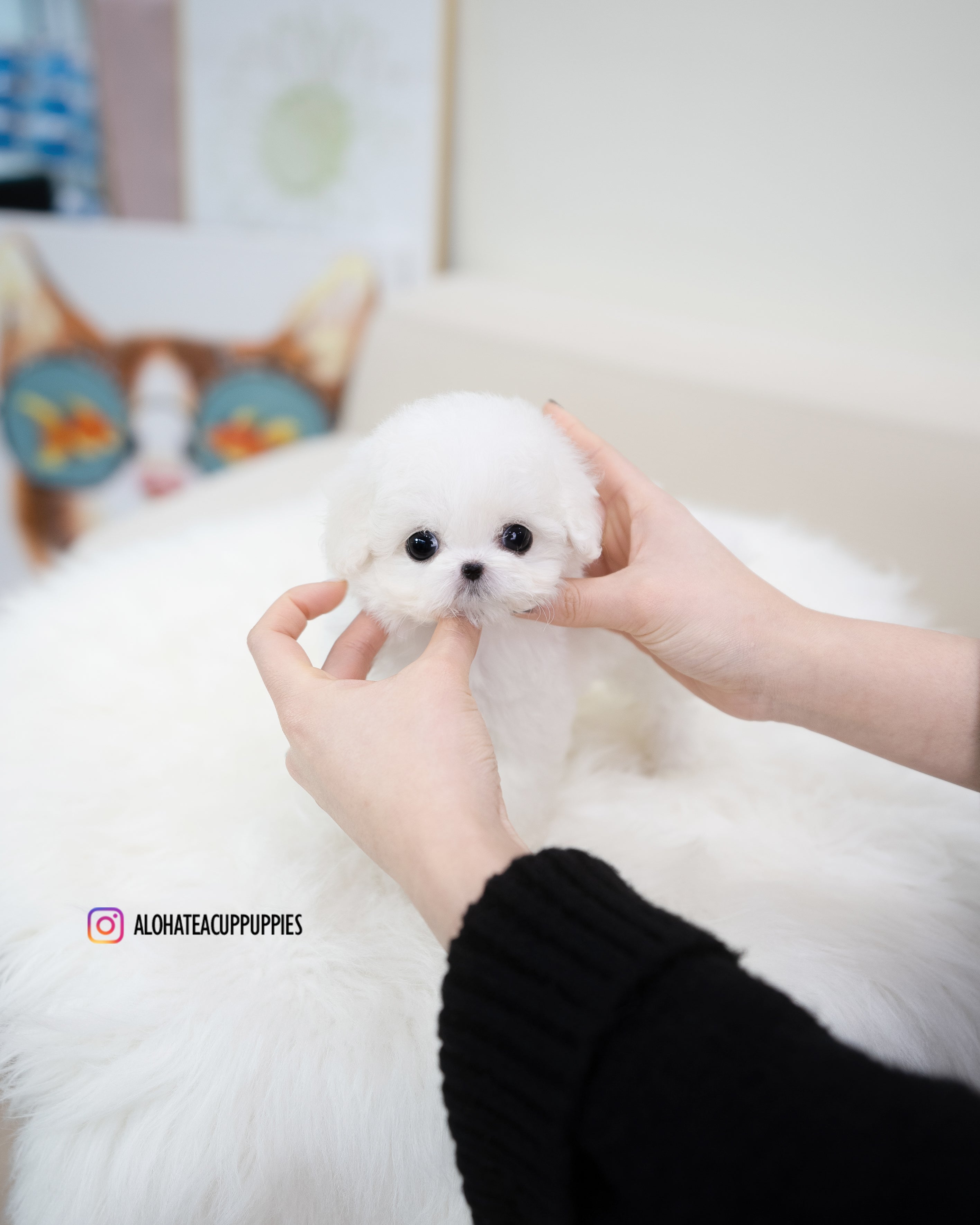 Emily [TEACUP BICHON]