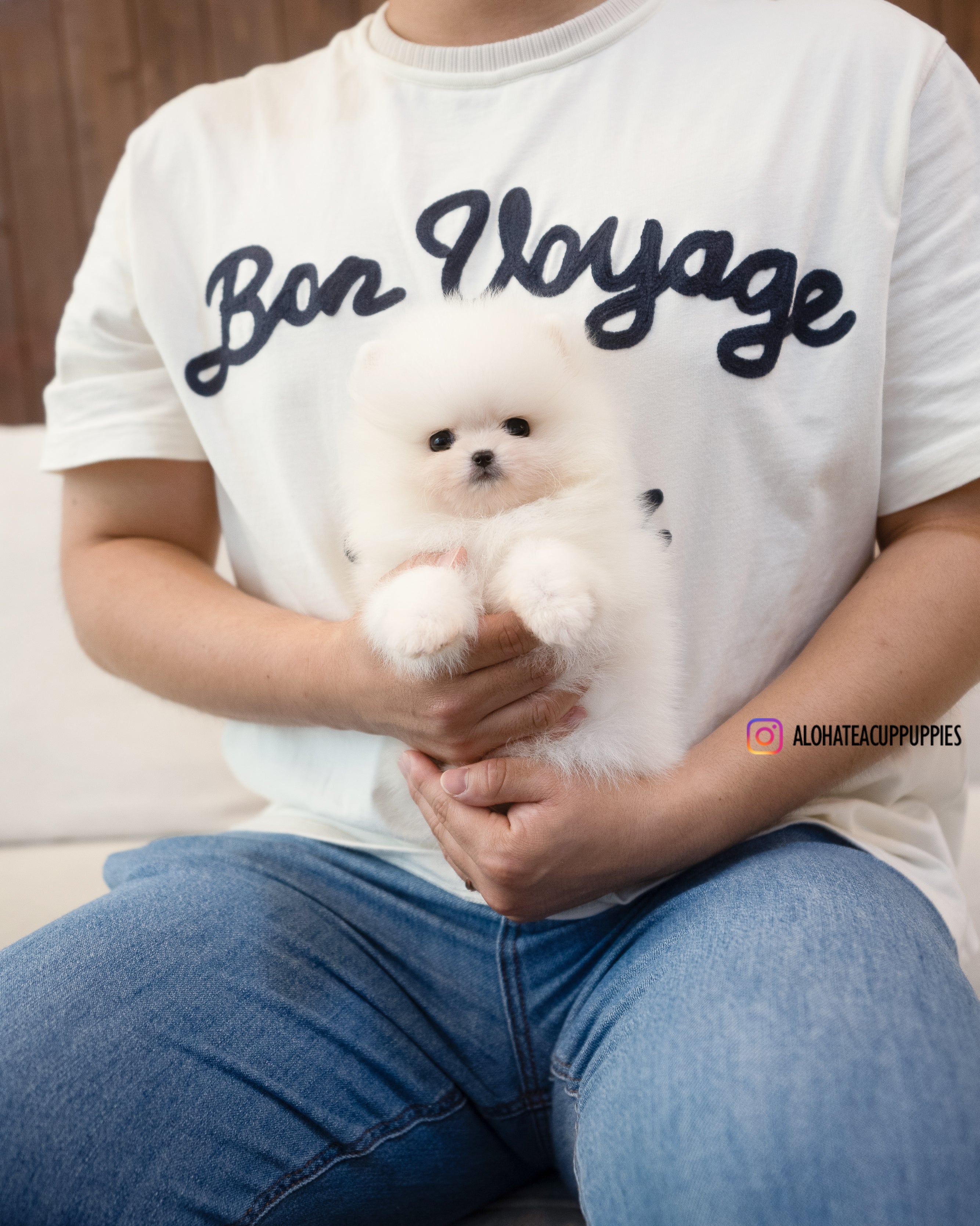 博诺 [茶杯博美犬]