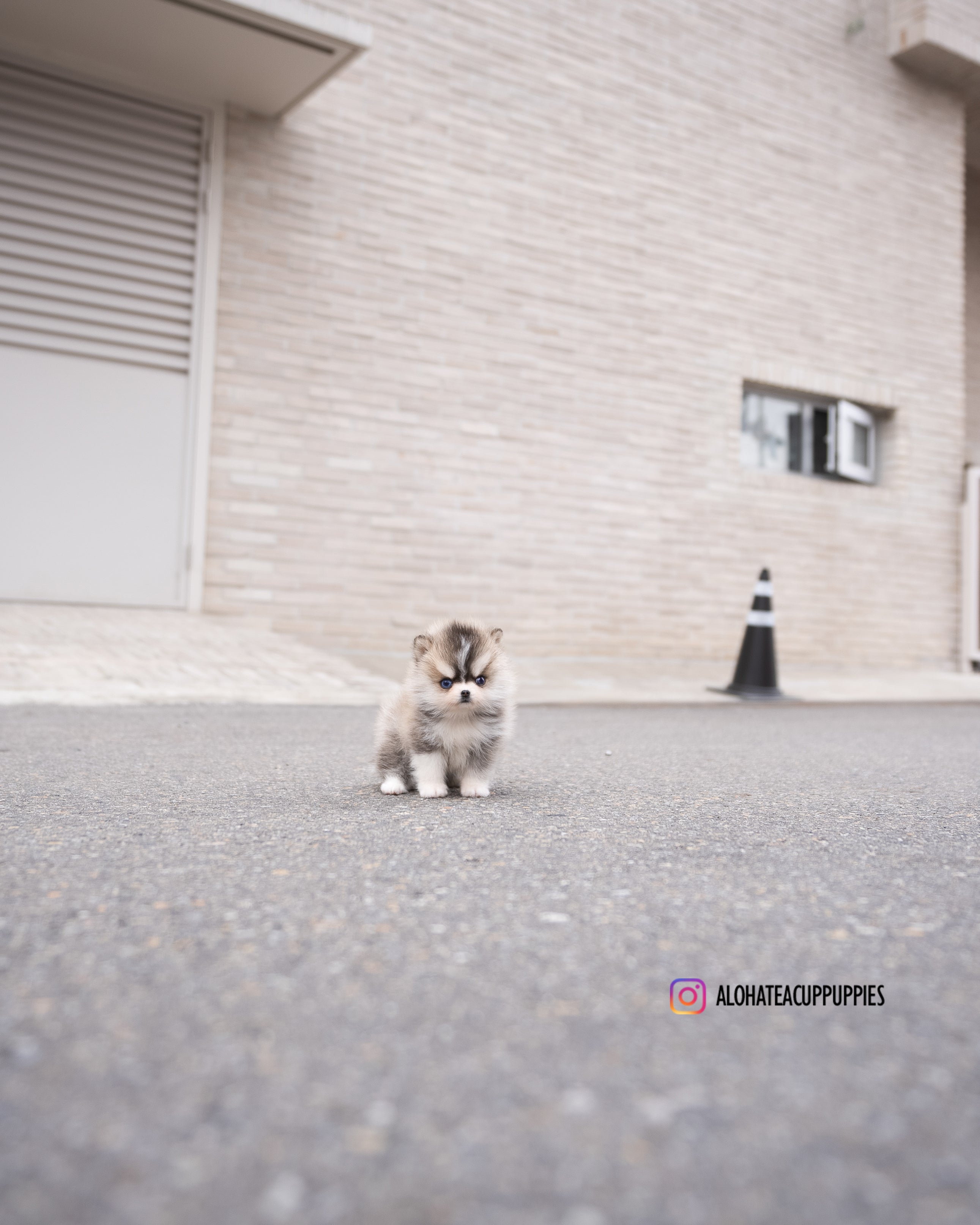 乔巴 [茶杯博美哈士奇犬]
