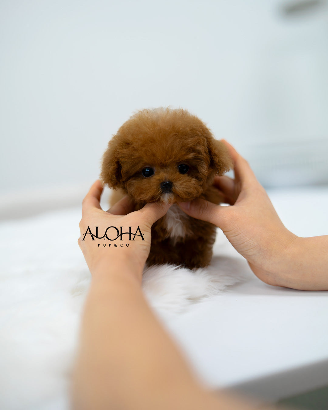Bay [TEACUP POODLE]