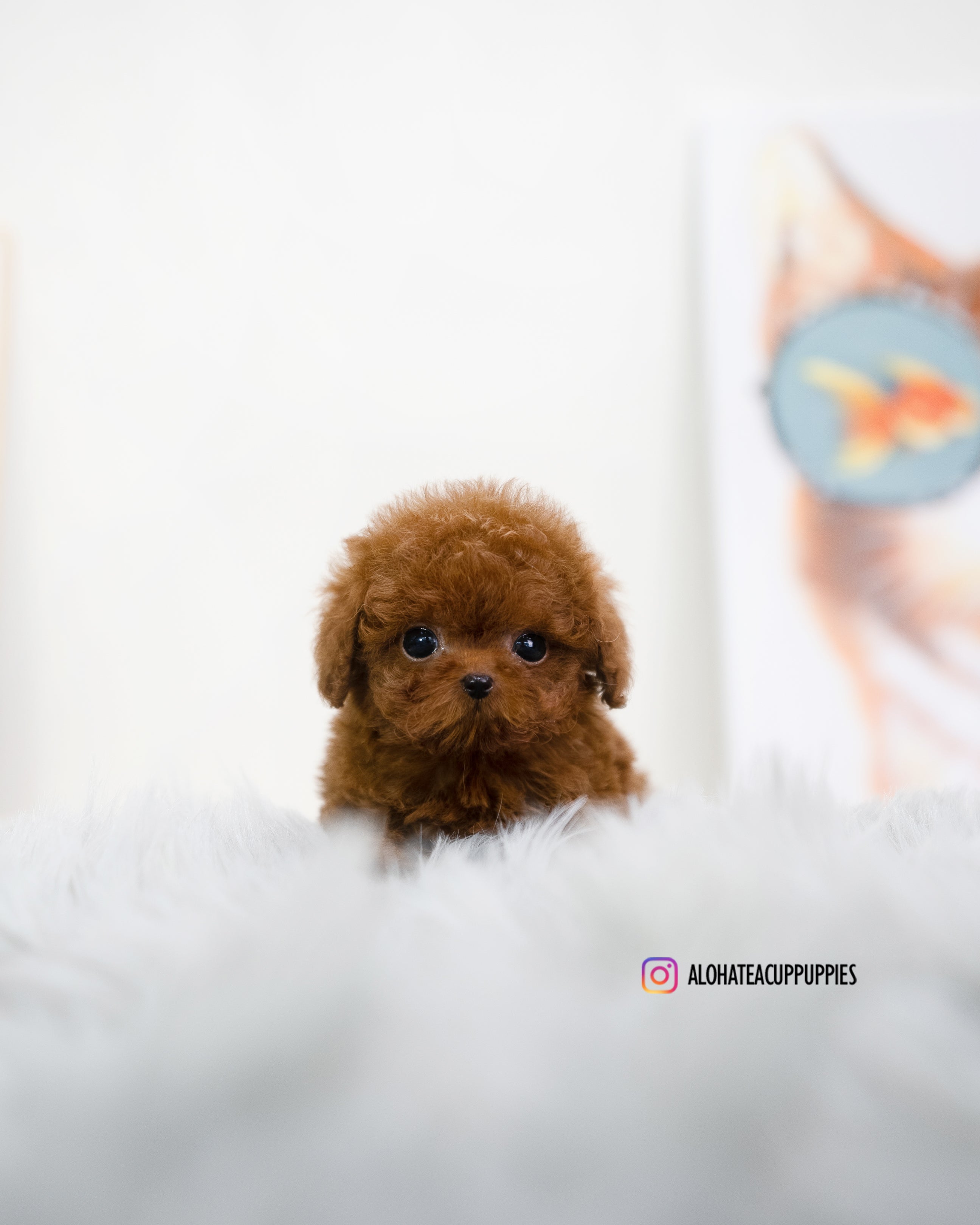 jordan [TEACUP POODLE]