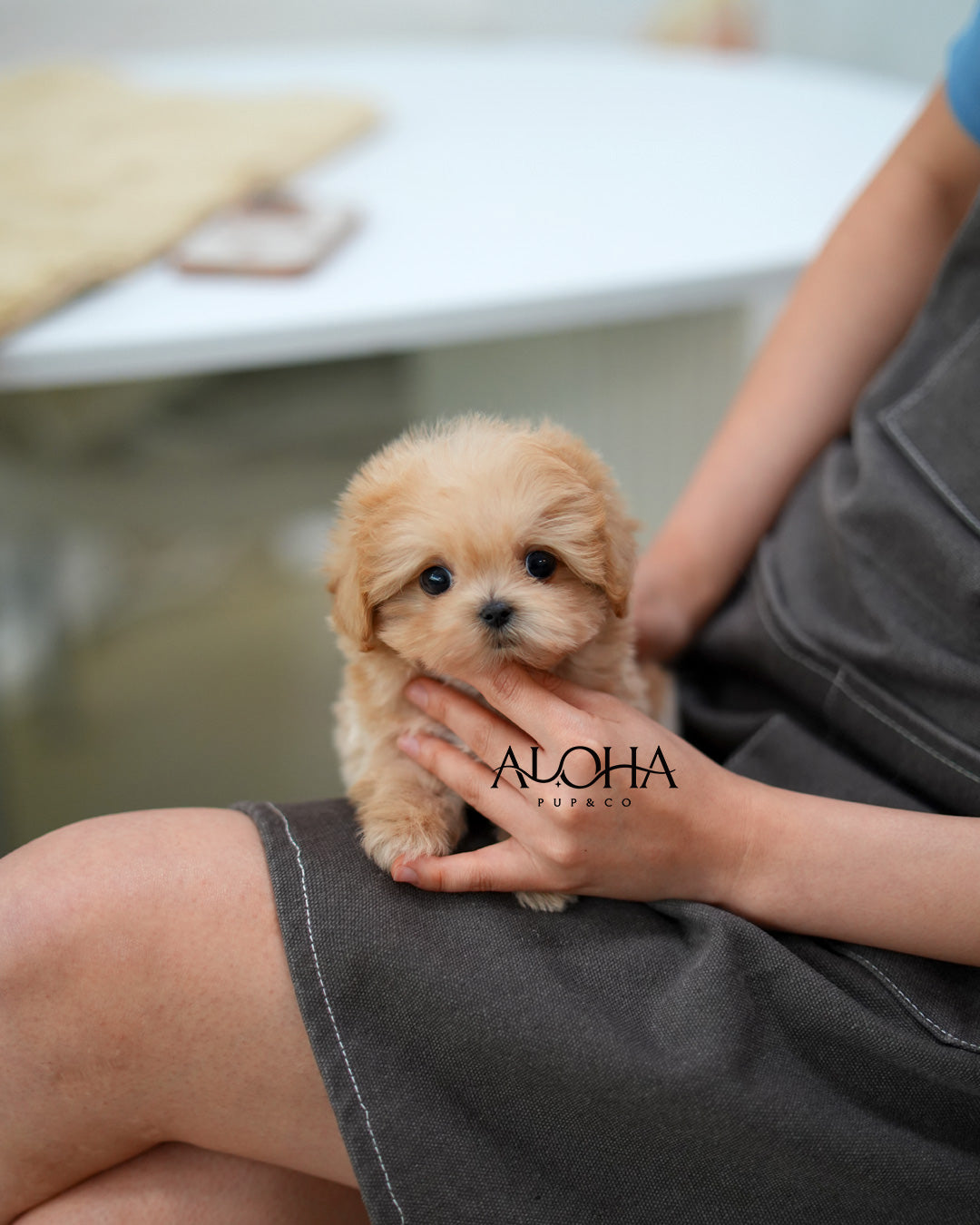 Jay [TEACUP MALTIPOO]