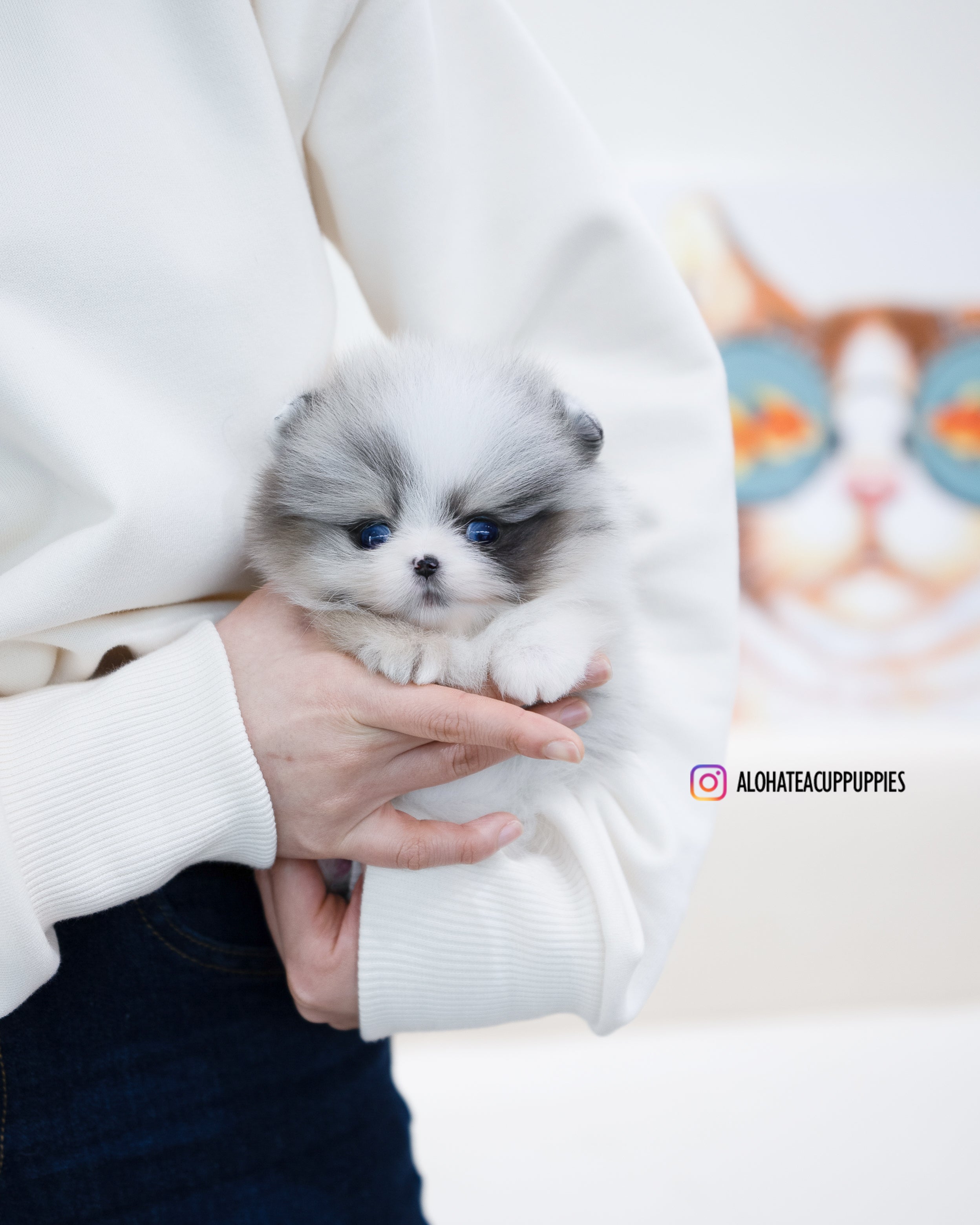 Peach [TEACUP POMERANIAN]