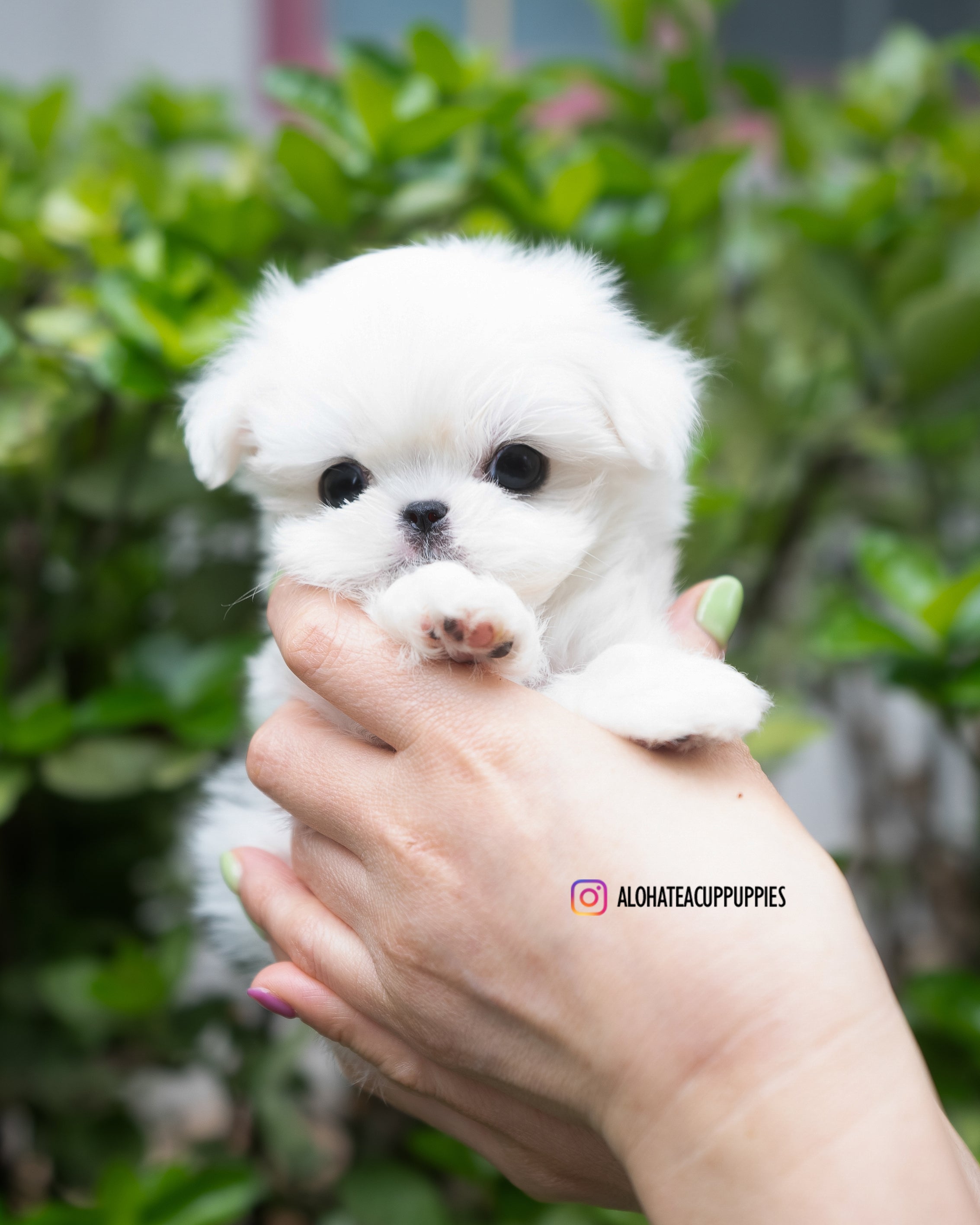 Tayo [TEACUP MALTESE]