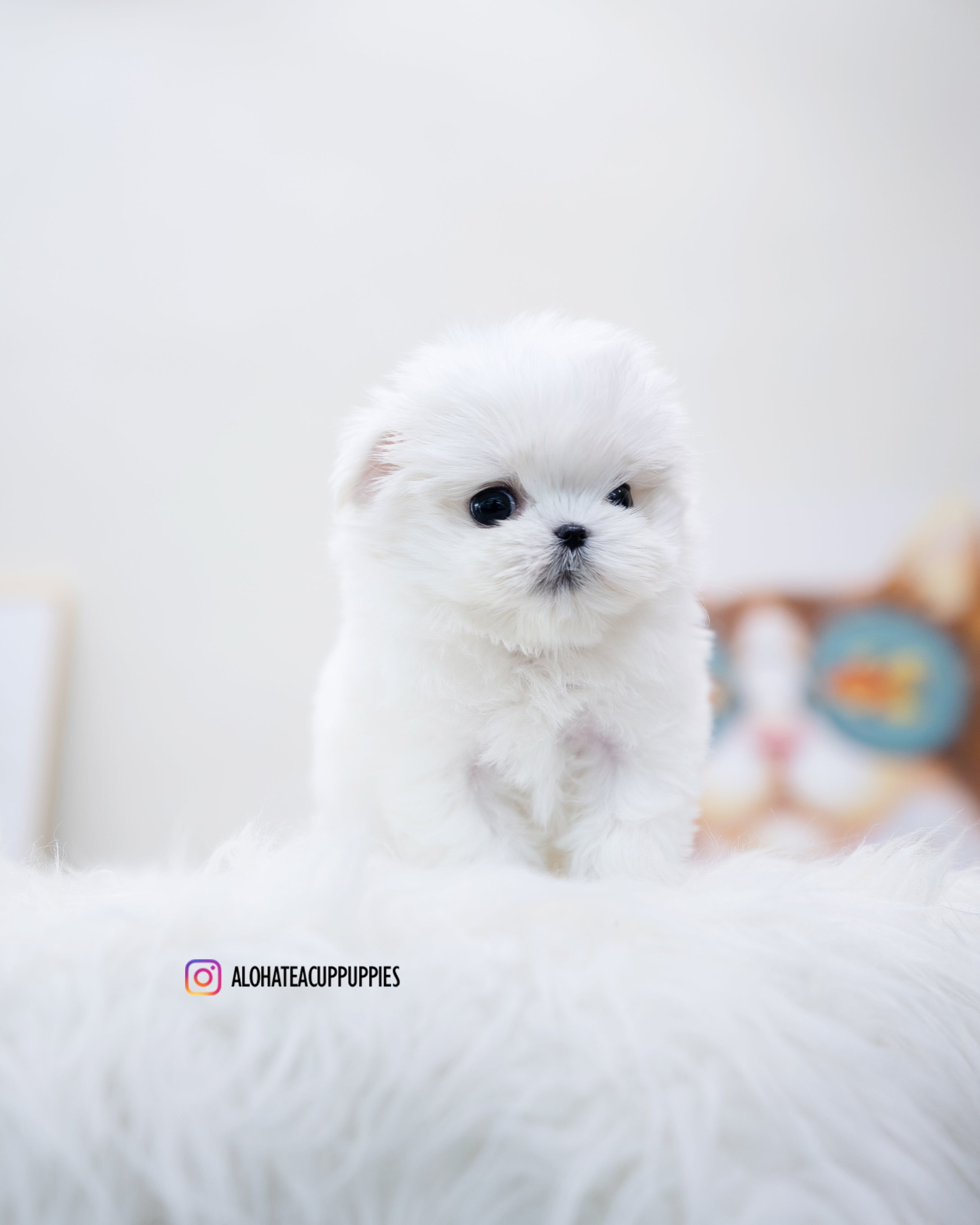 Ari [TEACUP MALTESE]