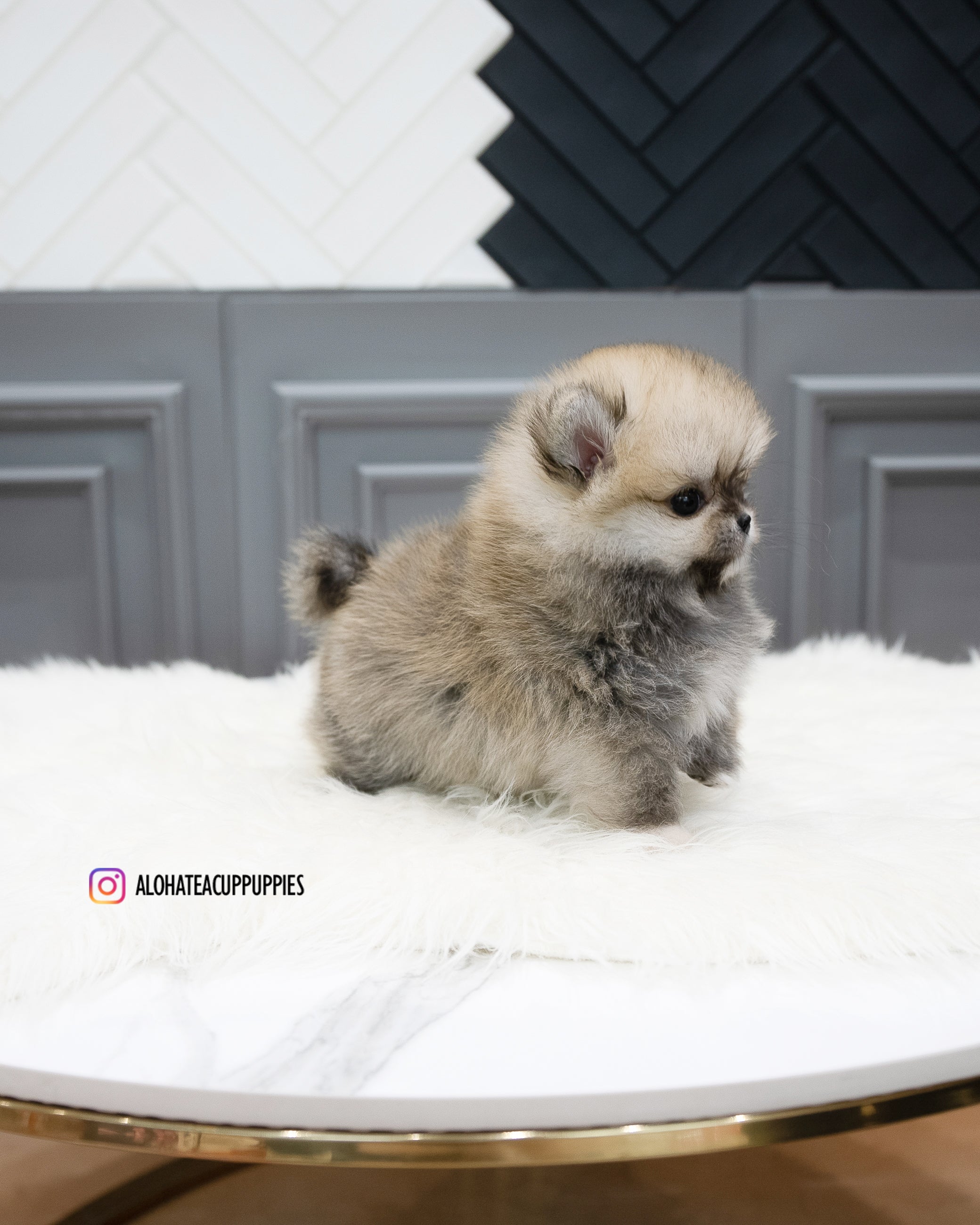 斯泰西 [茶杯博美犬]