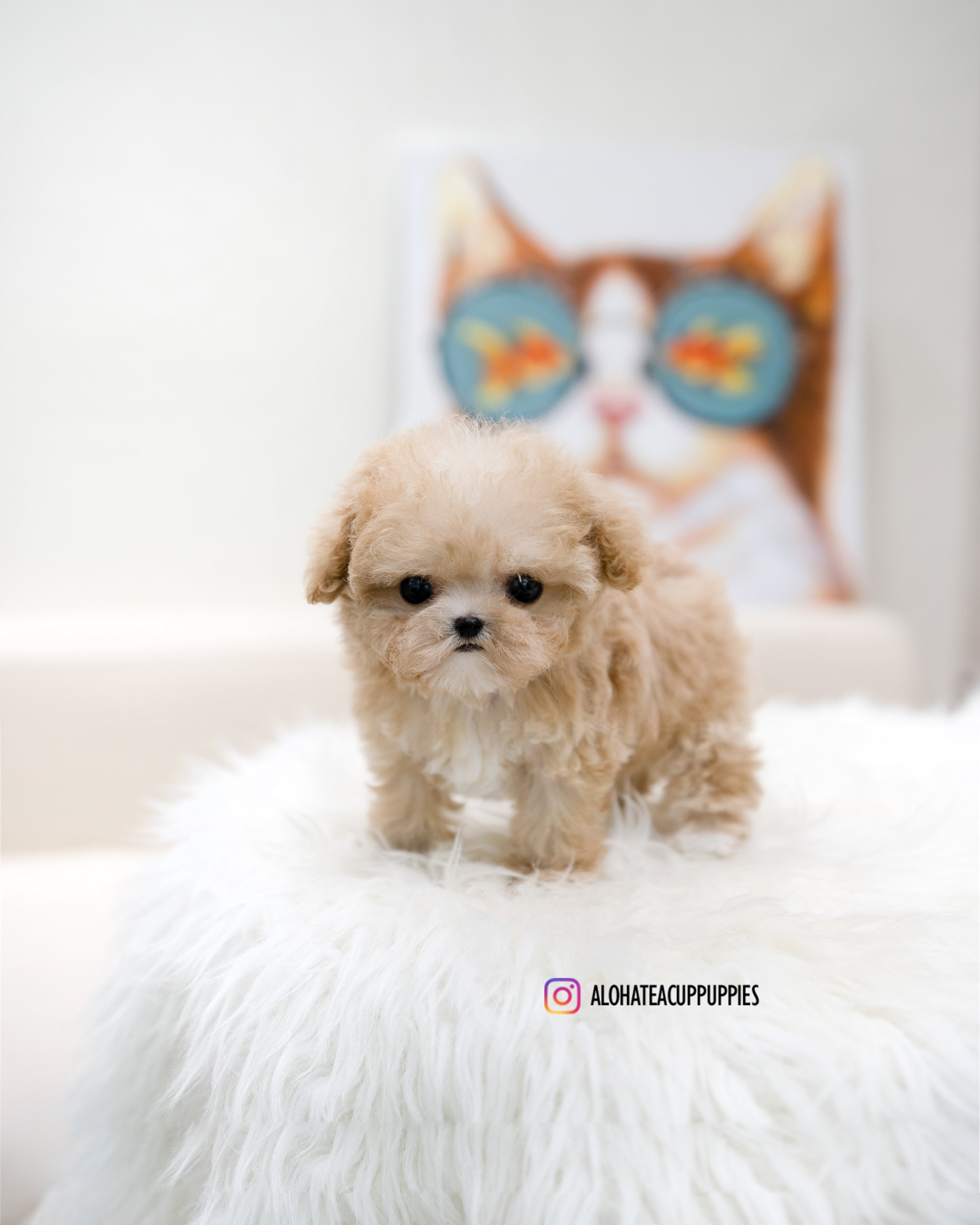 Fay [TEACUP MALTIPOO]