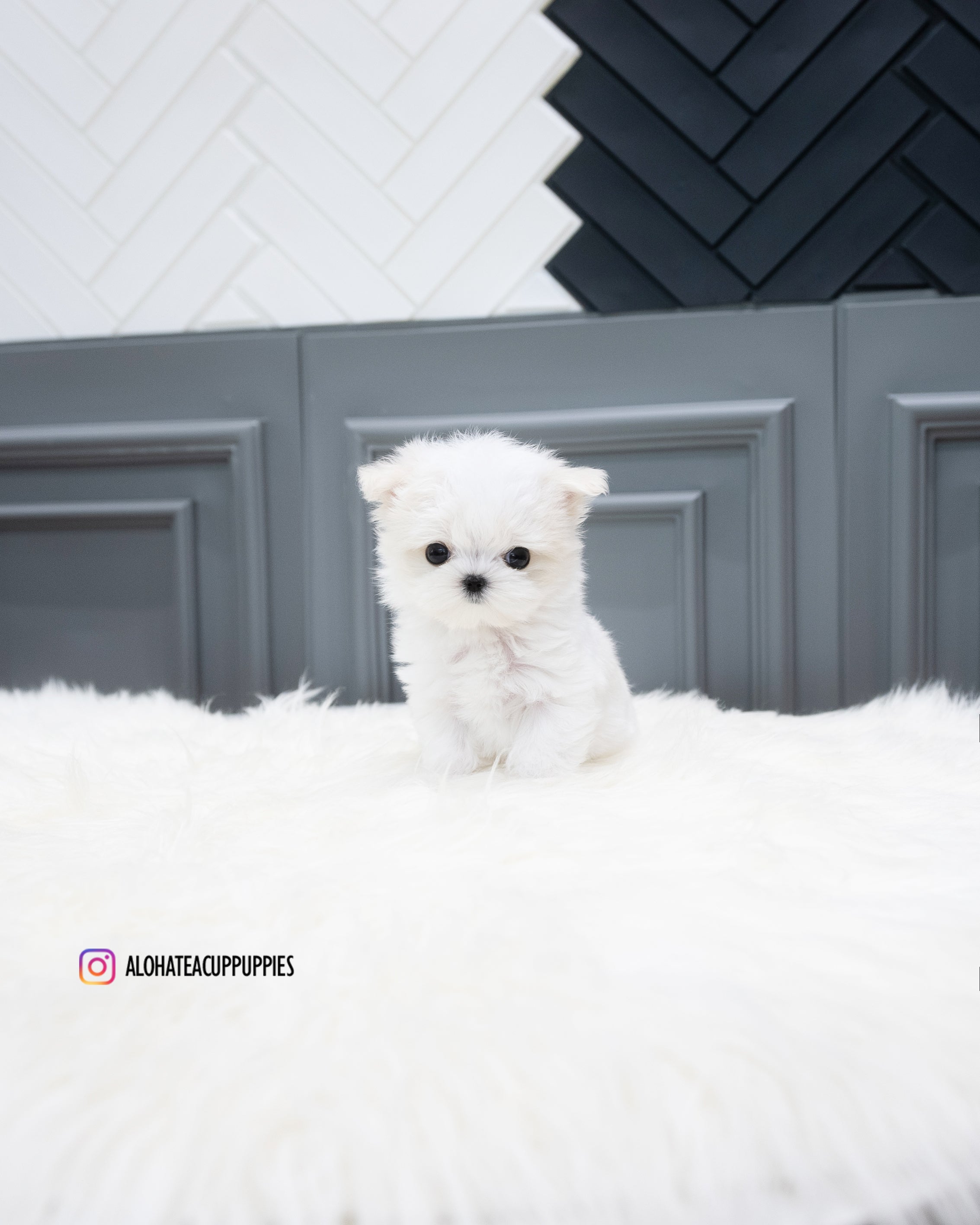 Will [TEACUP MALTESE]