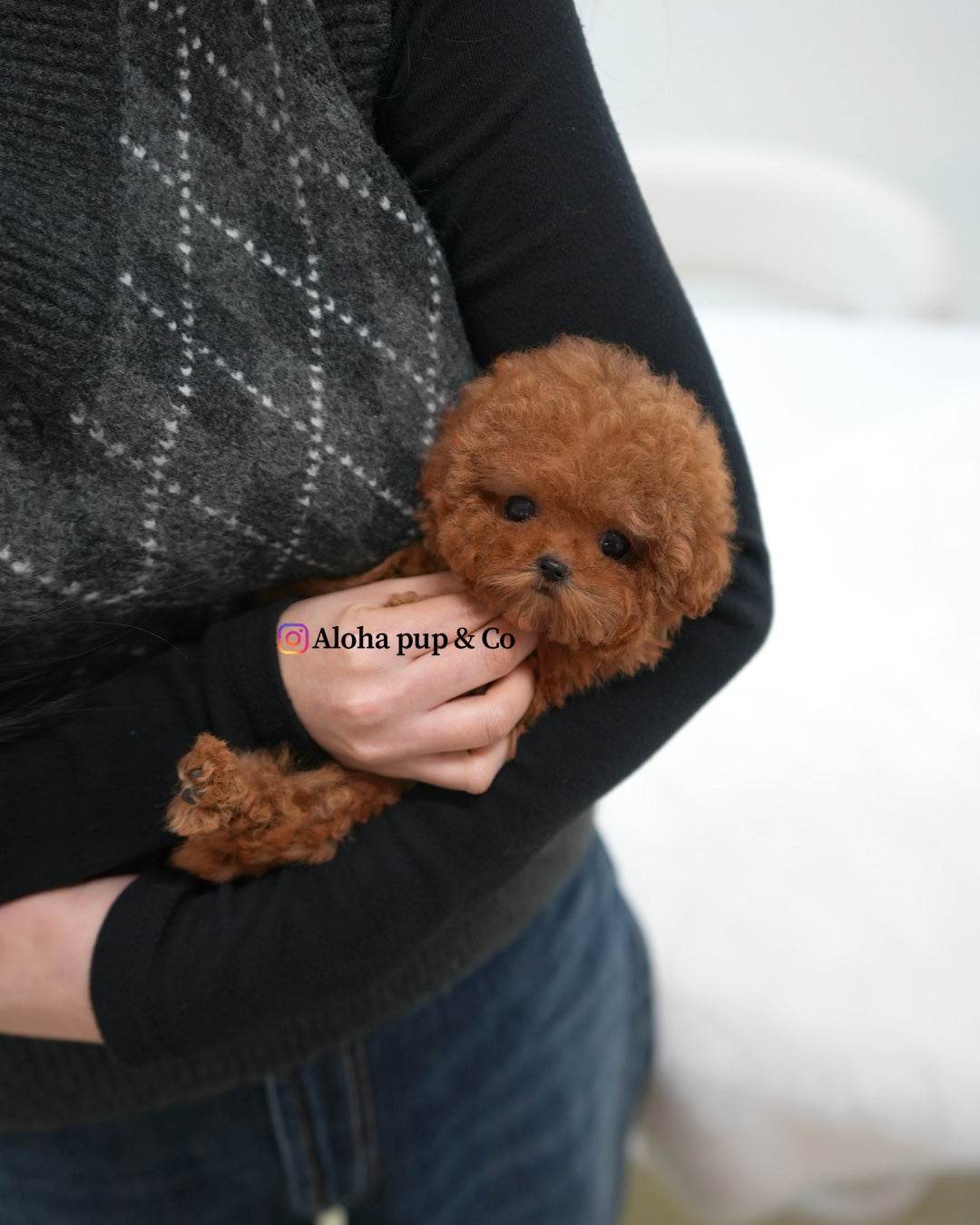 Betty [TEACUP POODLE]